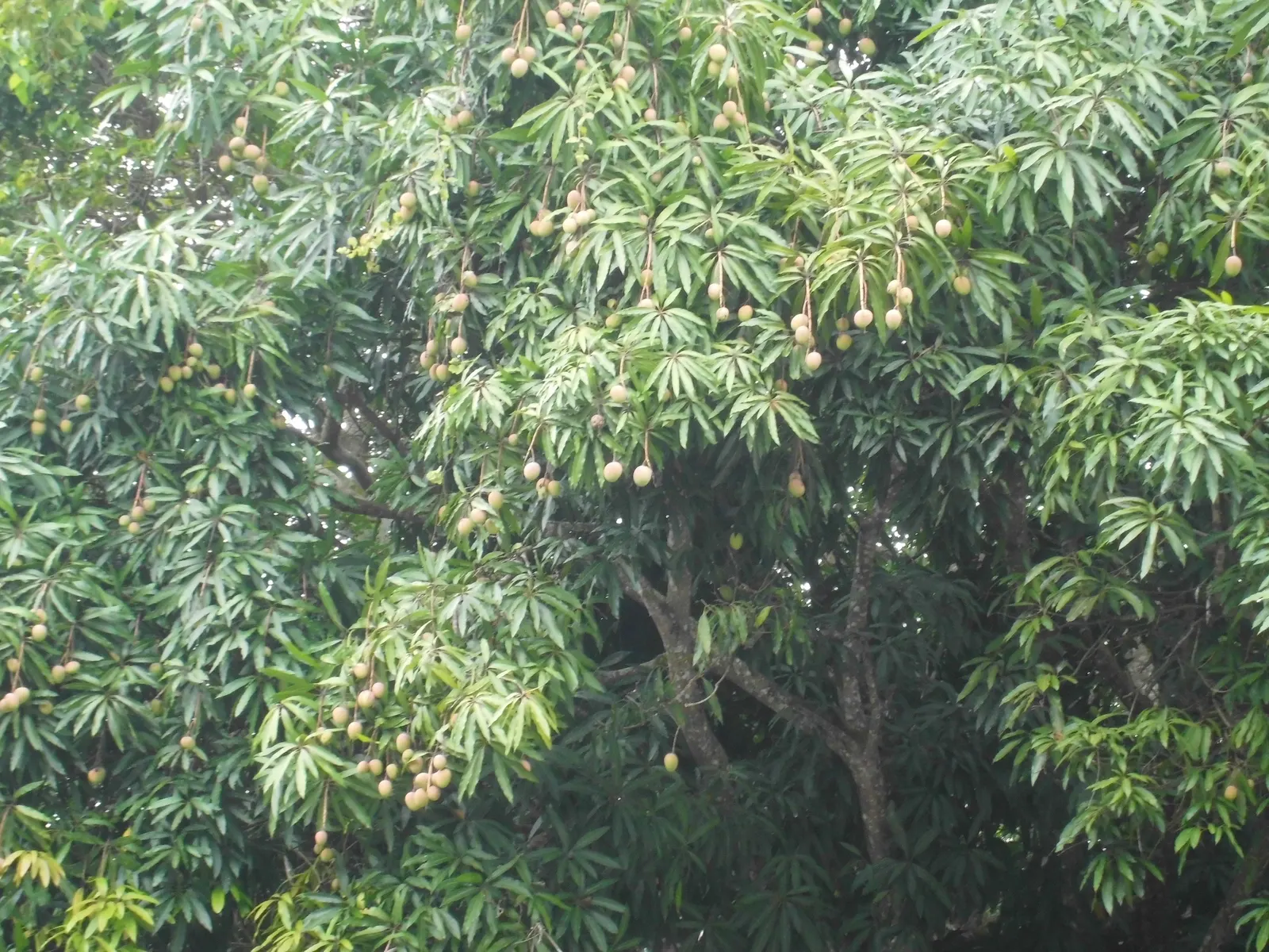 Mango (Mangifera indica) — which transform into generous crops of mangoes by summertime; tree with yellow blooms, image 104