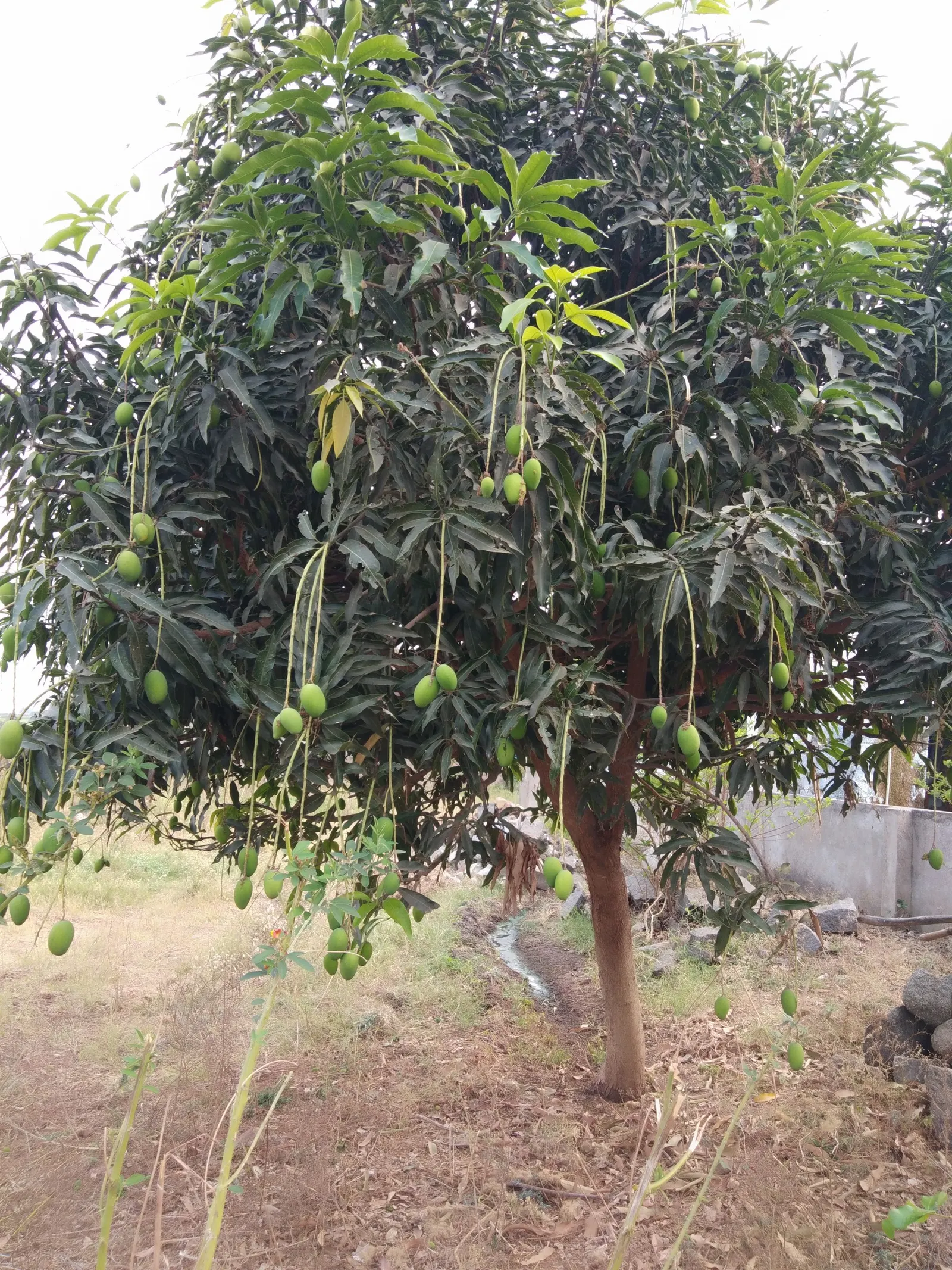 Mango (Mangifera indica) — the tree requires a minimum of six hours of full sunlight daily.<br><br>The lush; tree for full, image 57
