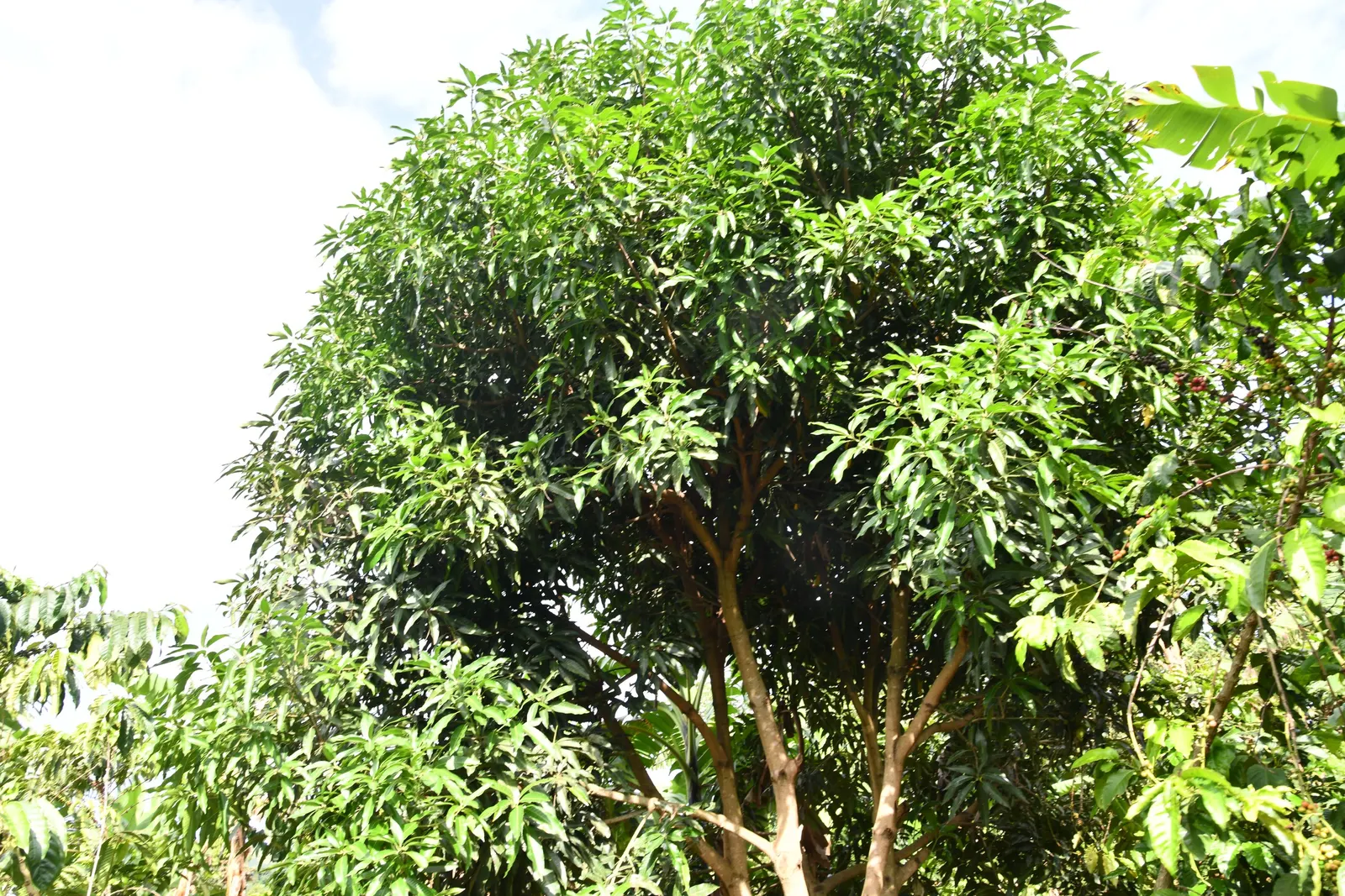 Mango (Mangifera indica) — deep green leaves grow up to 16 inches long; the Mango Tree (Magnifera indica) is a majestic and resilient specimen, image 80