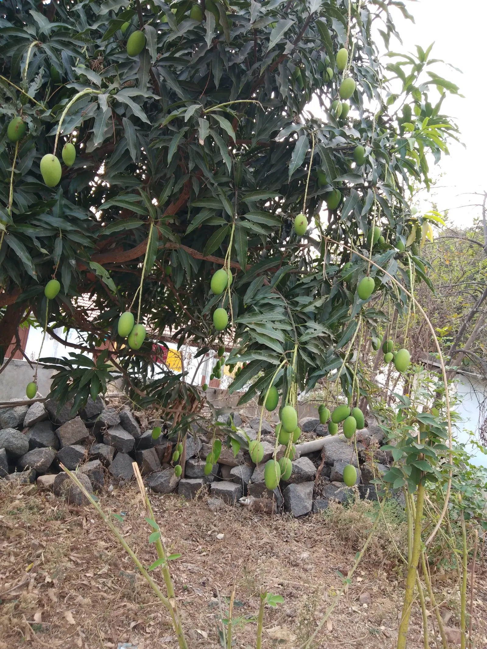 Mango (Mangifera indica) — consider the tree's mature size and the potential for falling fruit when deciding on its location; the tree requires a, image 62