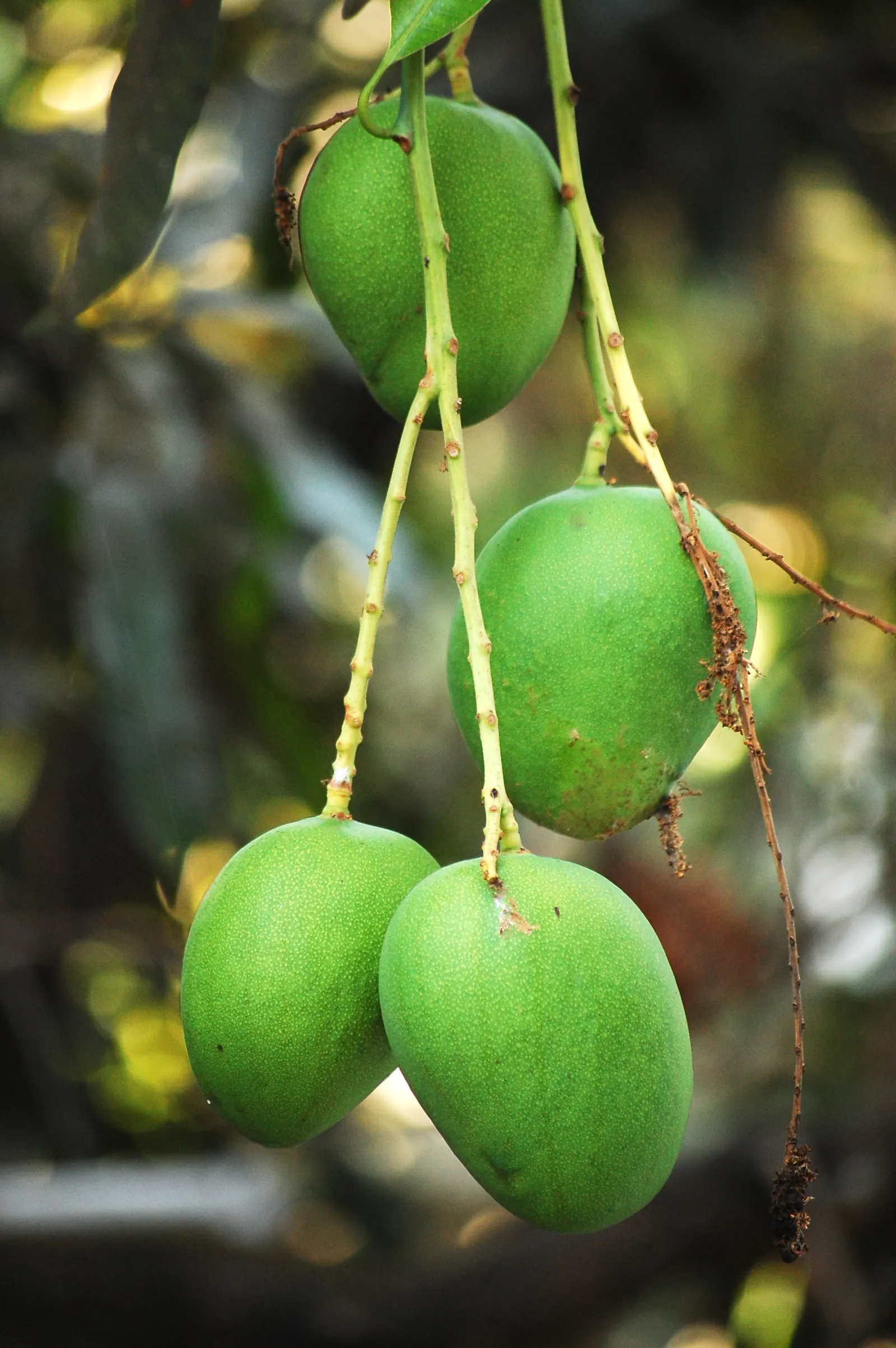 Mango (Mangifera indica) — The Mango Tree (Magnifera indica) is a majestic and resilient specimen