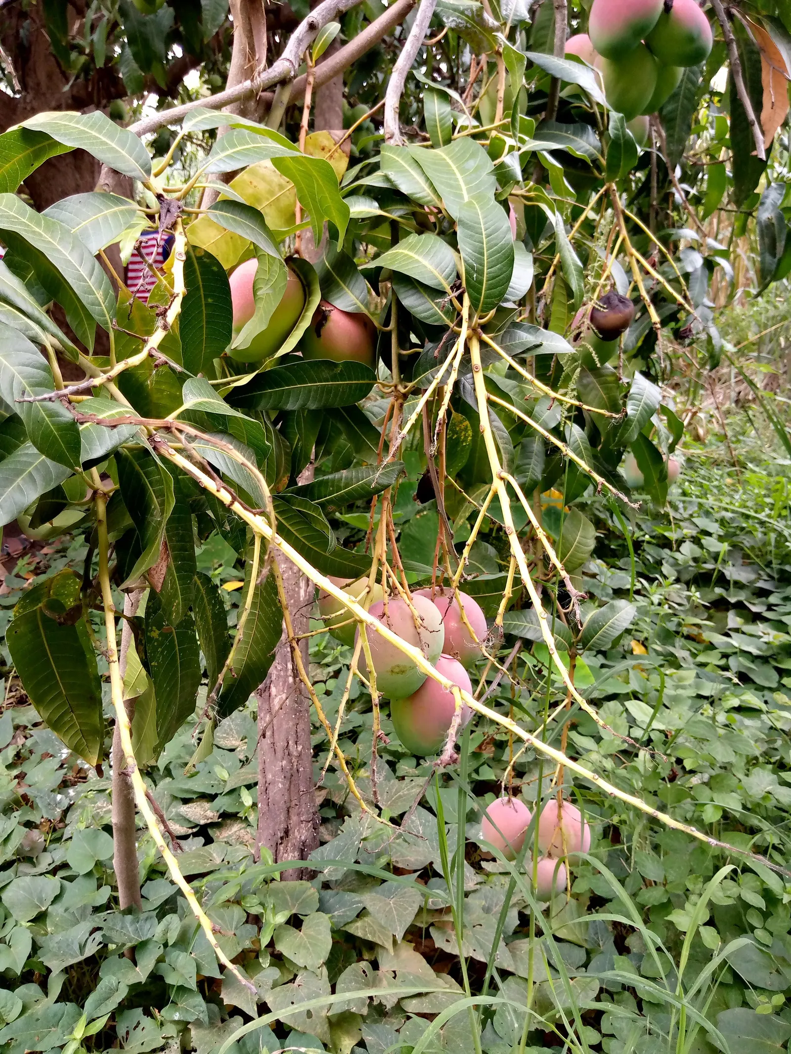 Mango (Mangifera indica) — The Mango Tree (Magnifera indica) is a robust, evergreen tree that can soar to heights of 65-100 feet