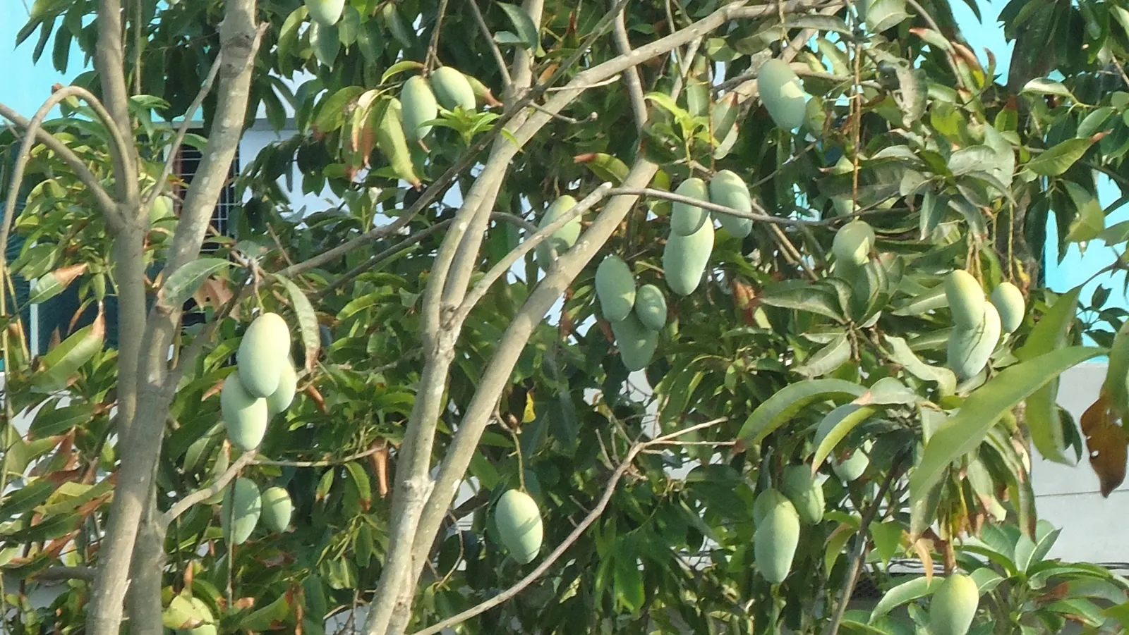 Mango (Mangifera indica) — usually weighing between 8 ounces to 2 pounds