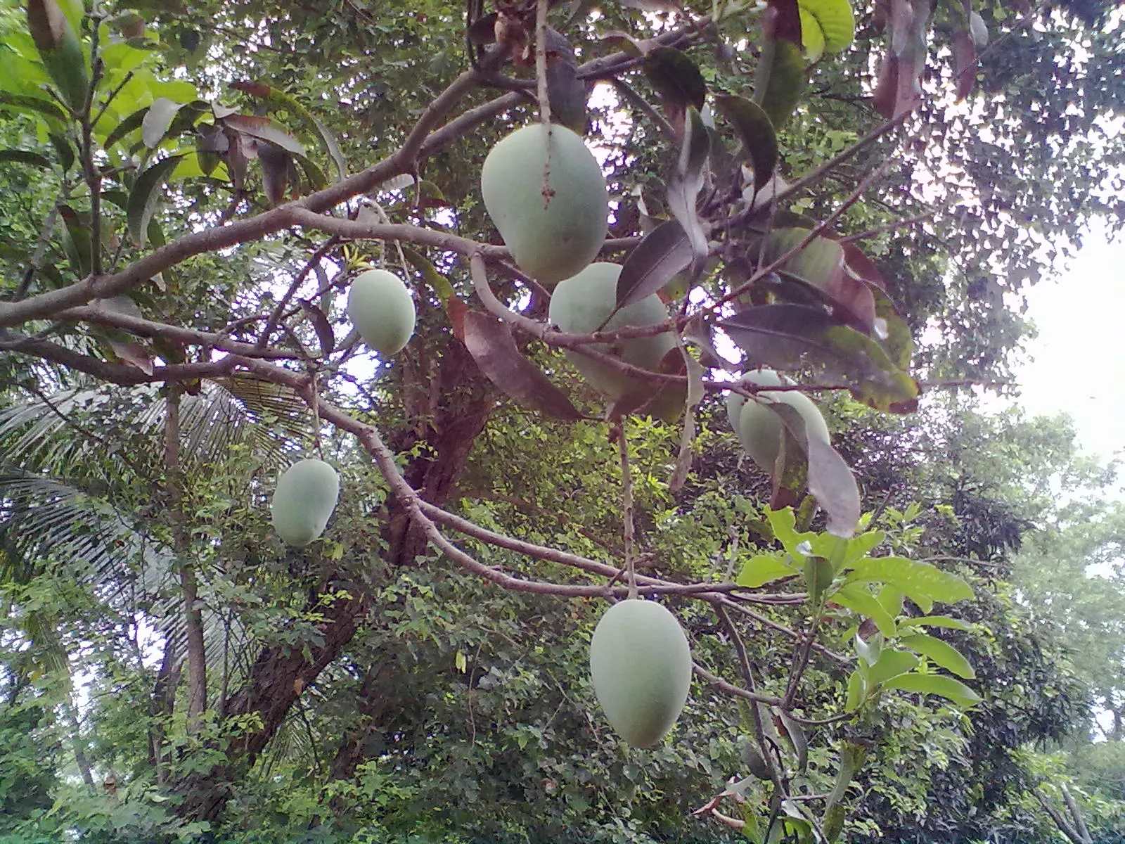 Mango (Mangifera indica) — The Mango Tree (Magnifera indica) is a robust, evergreen tree that can soar to heights of 65-100 feet; spring blossoms, image 89