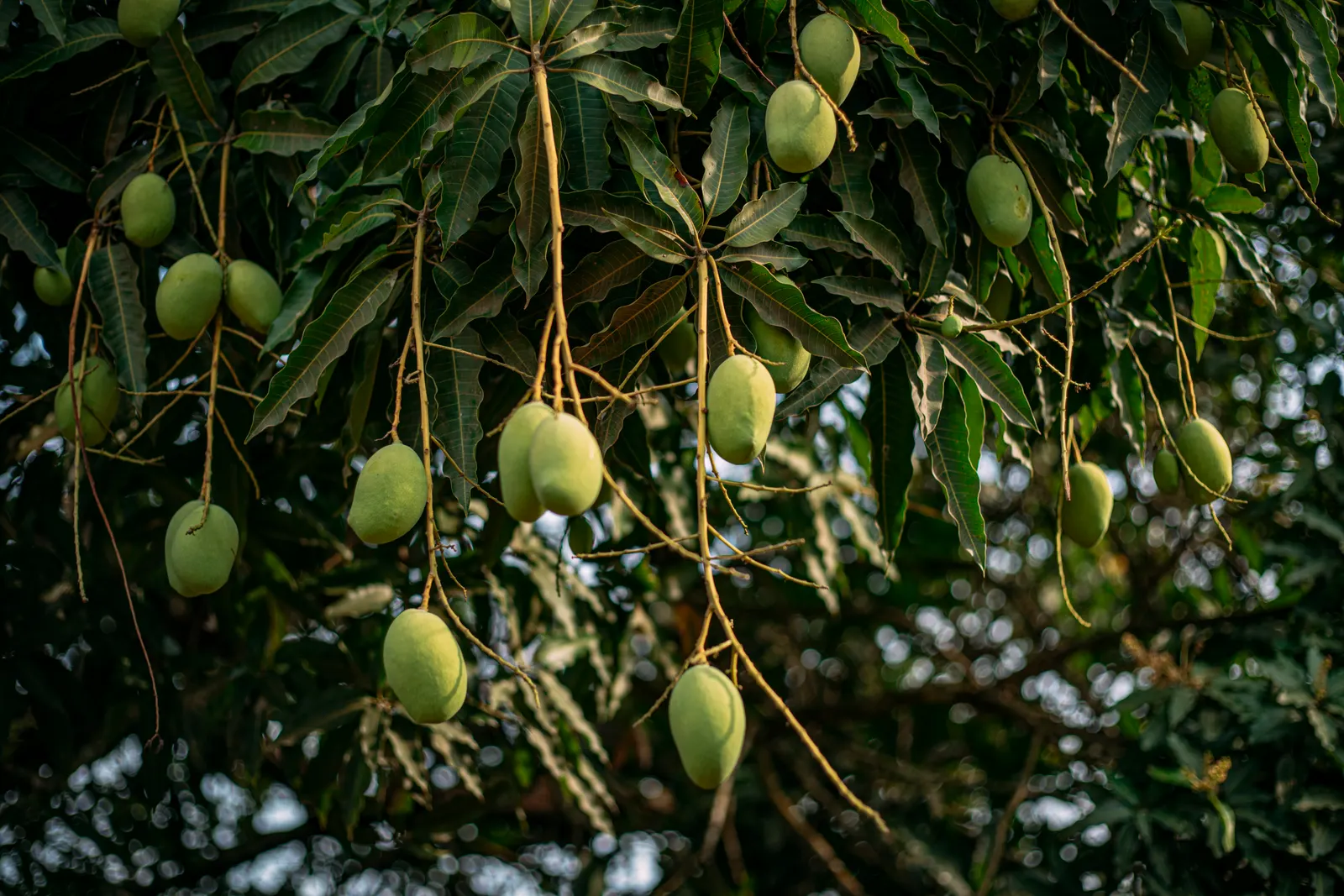 Mango (Mangifera indica) — tree with yellow blooms; well-drained site with soil pH between 5.5 and 7.5, image 109