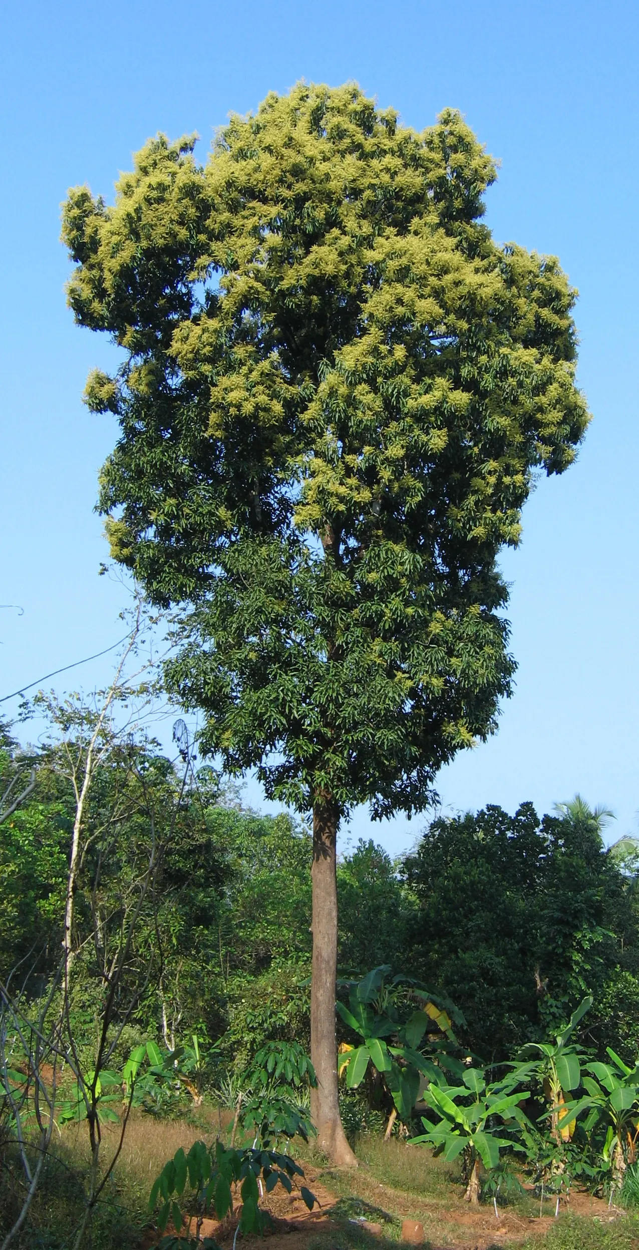 Mango (Mangifera indica) — tree for full; with proper care, this tropical giant will be a stunning and fruitful addition to any spacious garden, image 66