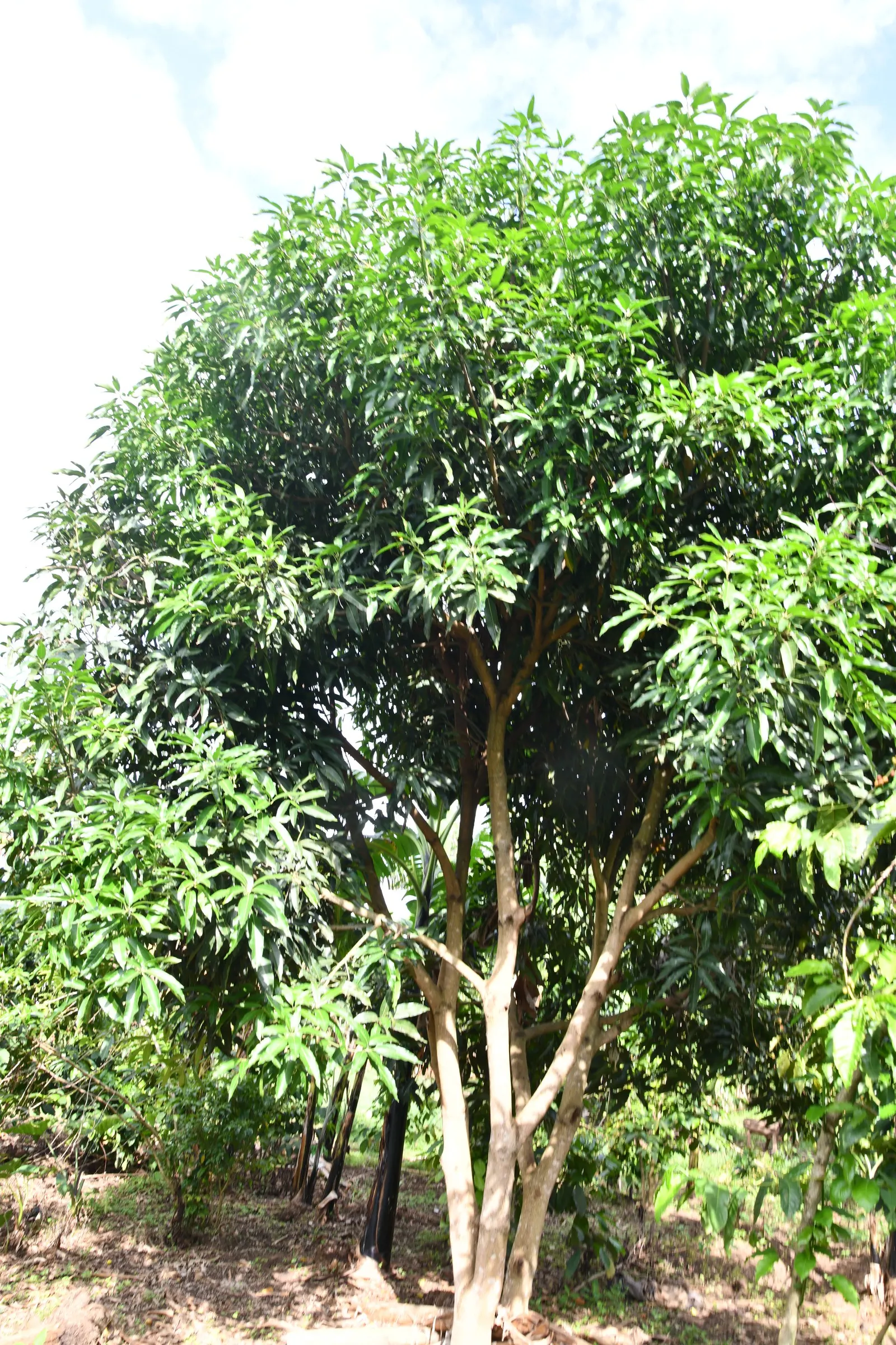 Mango (Mangifera indica) — Spring blossoms give way to juicy, tropical fruit which is both ornamental and edible; ideal in USDA zones 10-11, mangoes prefer