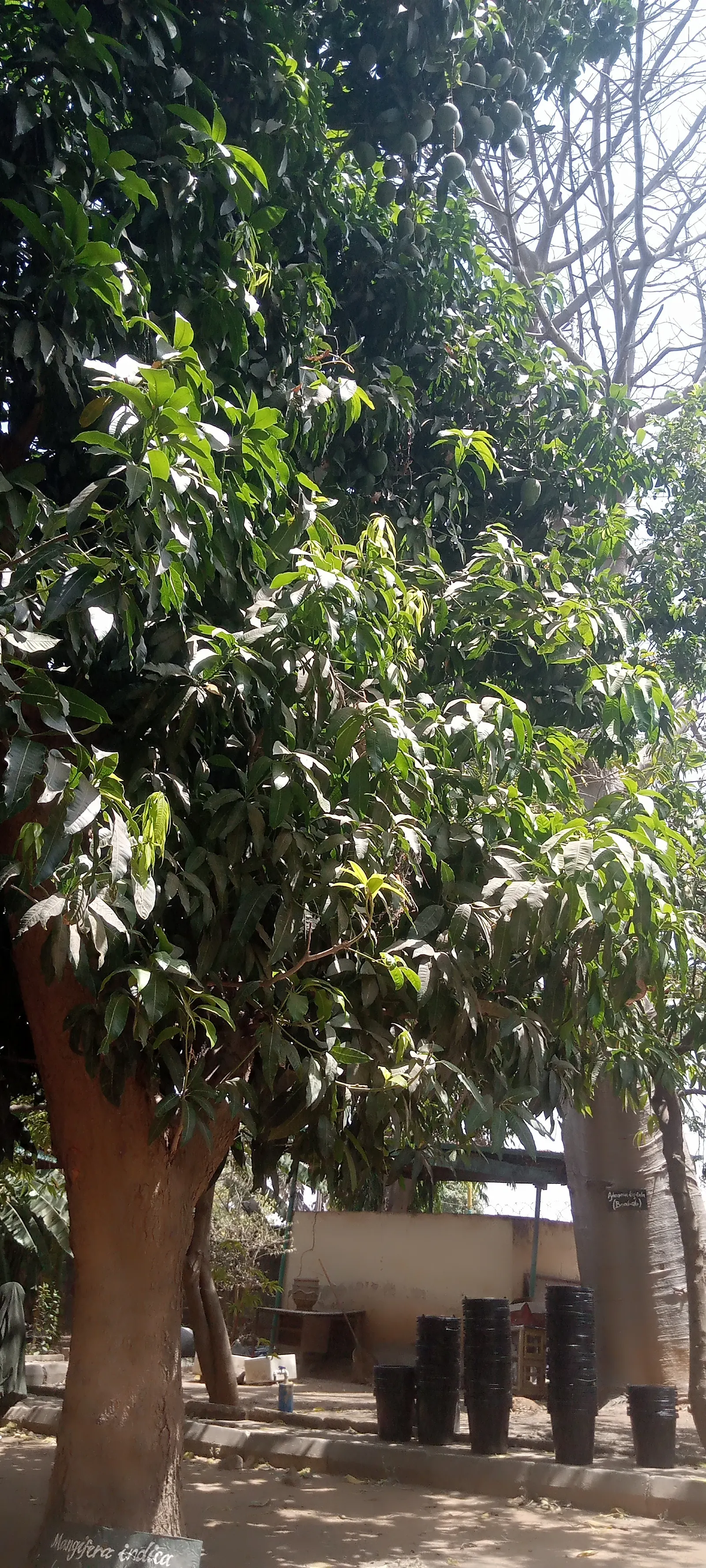 Mango (Mangifera indica) — Allow ample space from structures to accommodate its extensive root system; its domed and dense structure provides ample, image 93