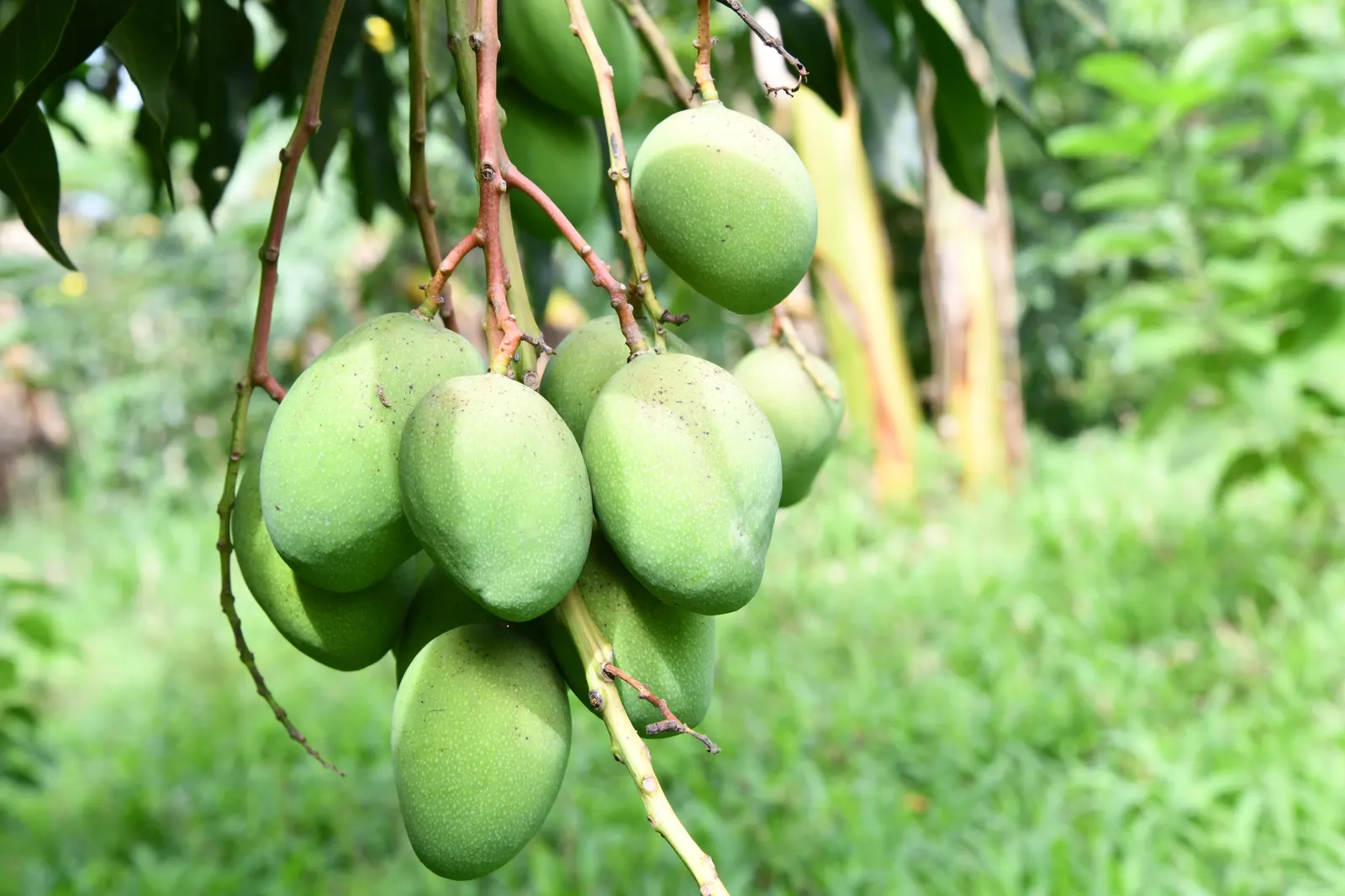 Mango (Mangifera indica) — tree for full