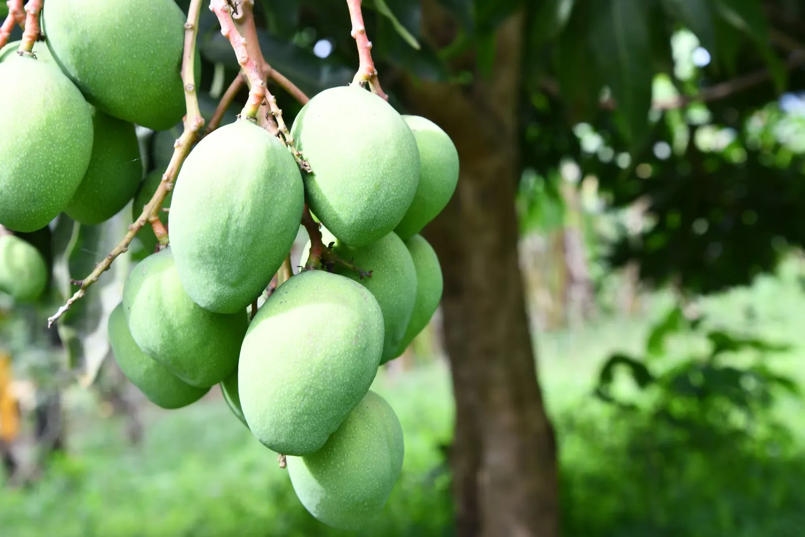 Mango (Mangifera indica) — tree with yellow blooms; well-drained site with soil pH between 5.5 and 7.5, image 87