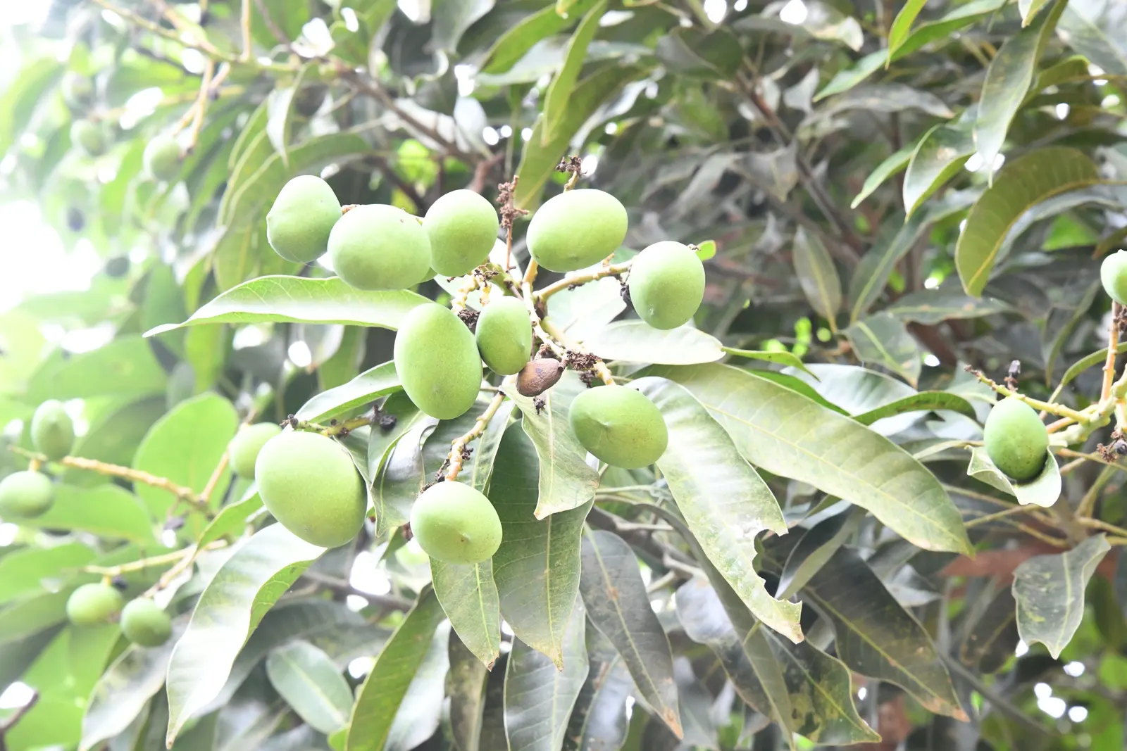 Mango (Mangifera indica) — With a broad, dense canopy, it typically spans 33-49 feet wide; it thrives in USDA Hardiness Zones 10-11 and prefers a, image 112