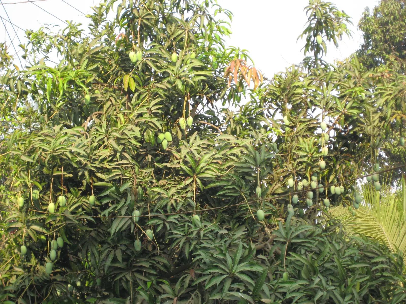 Mango (Mangifera indica) — presenting a brilliant contrast against the gray-brown bark; deep green leaves grow up to 16 inches long, image 59