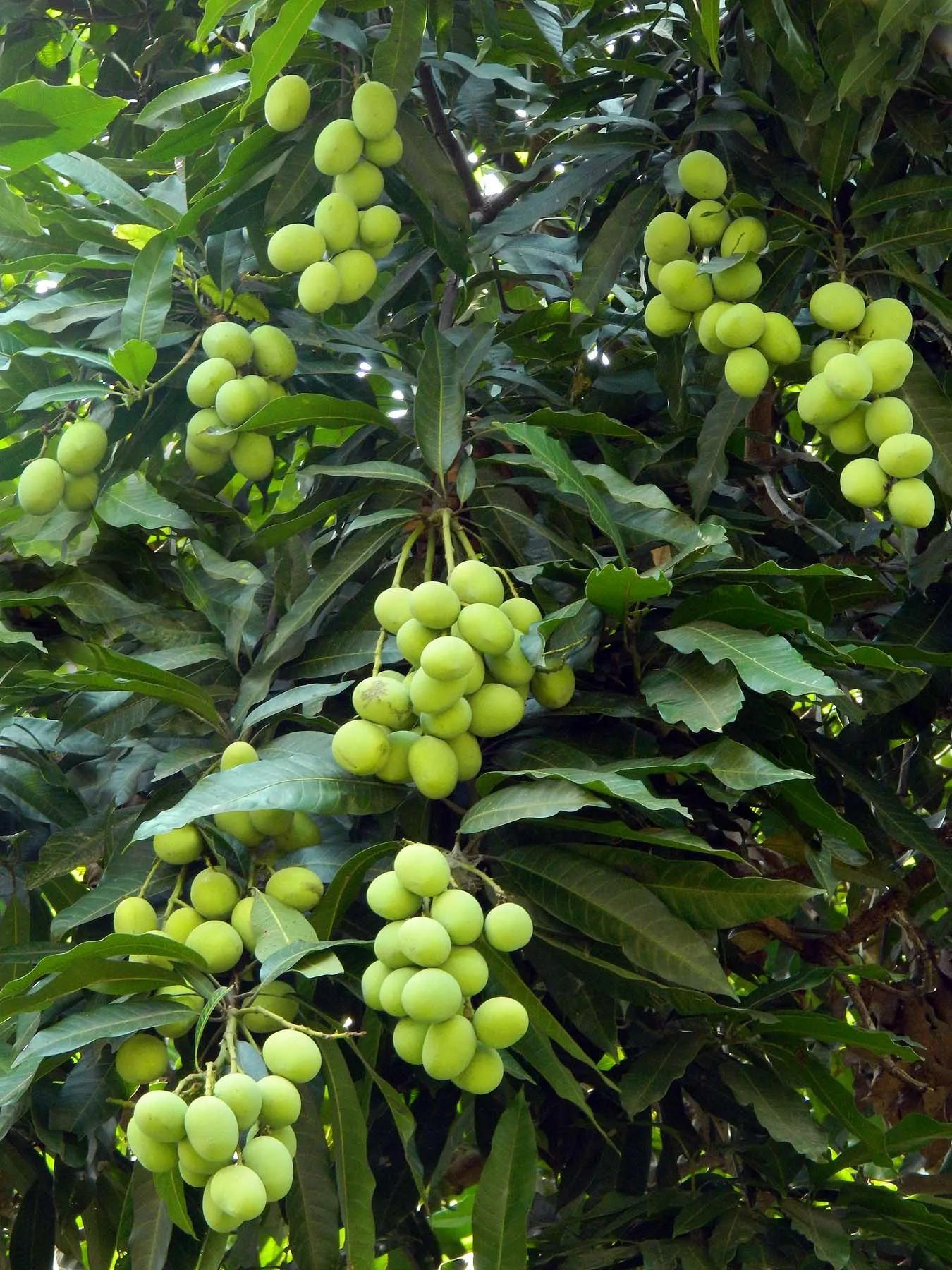 Mango (Mangifera indica) — It thrives in USDA Hardiness Zones 10-11 and prefers a sunny; revered for its succulent fruit and exotic presence in, image 77