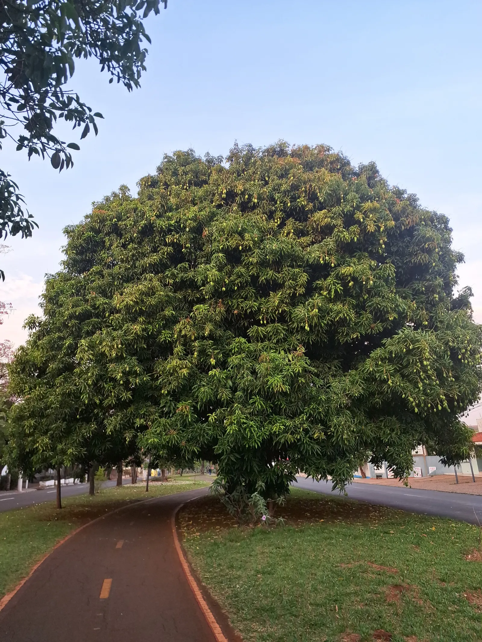 Mango (Mangifera indica) — Ideal in USDA zones 10-11, mangoes prefer full sun and well-draining soil; consider the tree's mature size and the, image 69