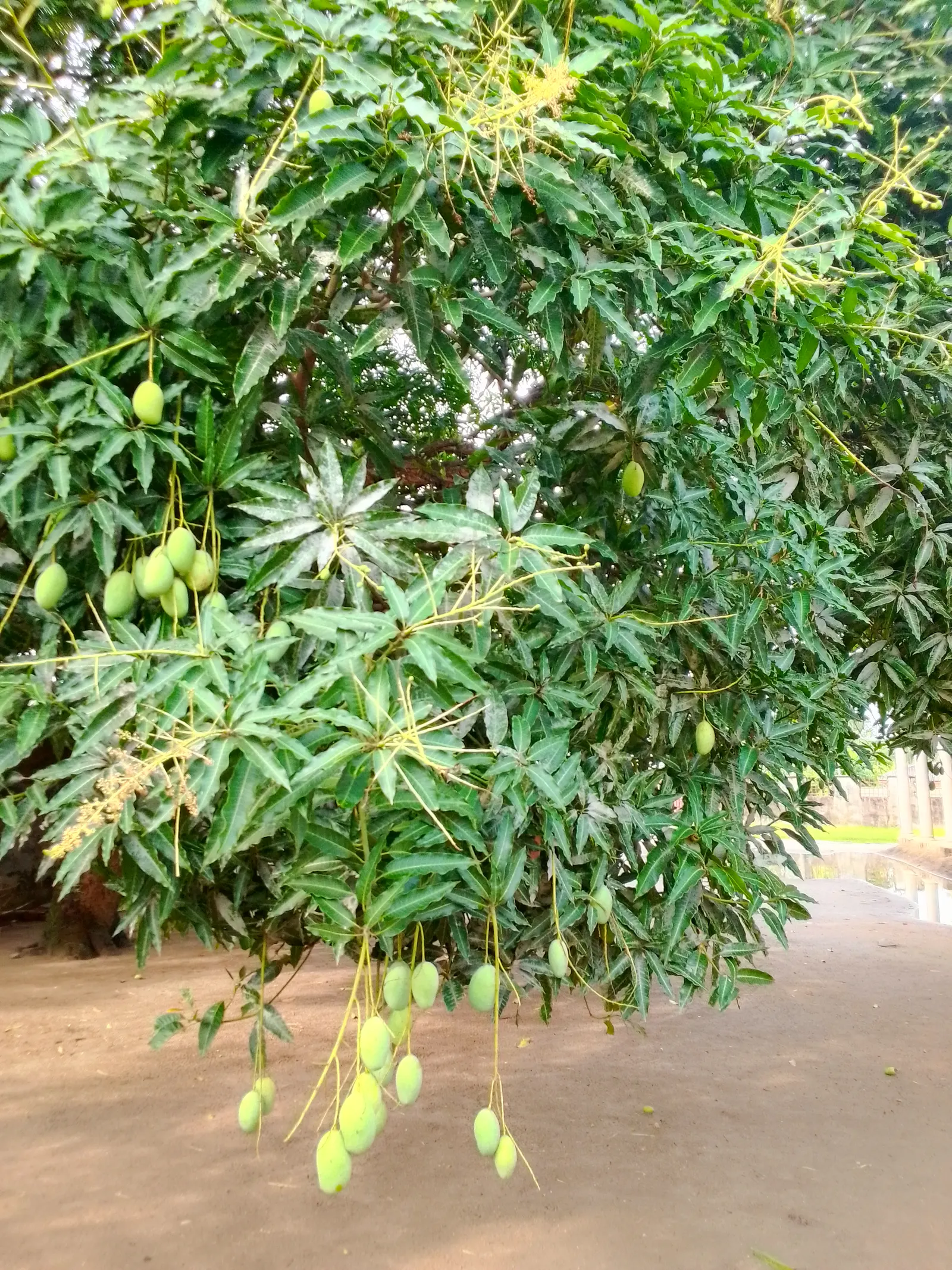 Mango (Mangifera indica) — It thrives in USDA Hardiness Zones 10-11 and prefers a sunny; revered for its succulent fruit and exotic presence in, image 99