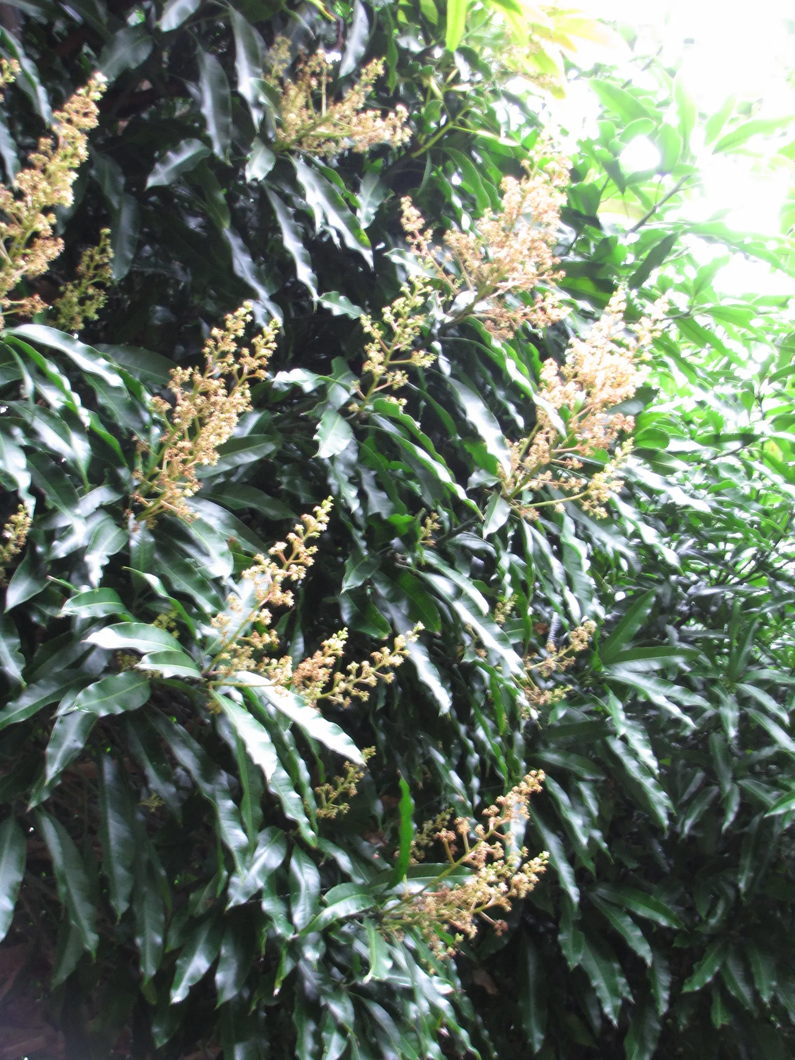 Mango (Mangifera indica) — well-drained site with soil pH between 5.5 and 7.5; presenting a brilliant contrast against the gray-brown bark, image 100
