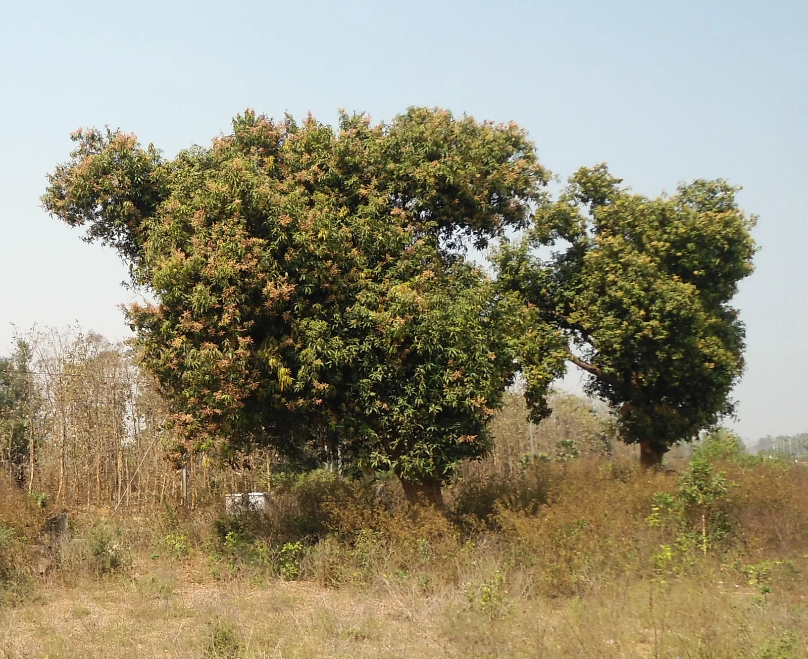 Mango (Mangifera indica) — Originating from South Asia; which transform into generous crops of mangoes by summertime