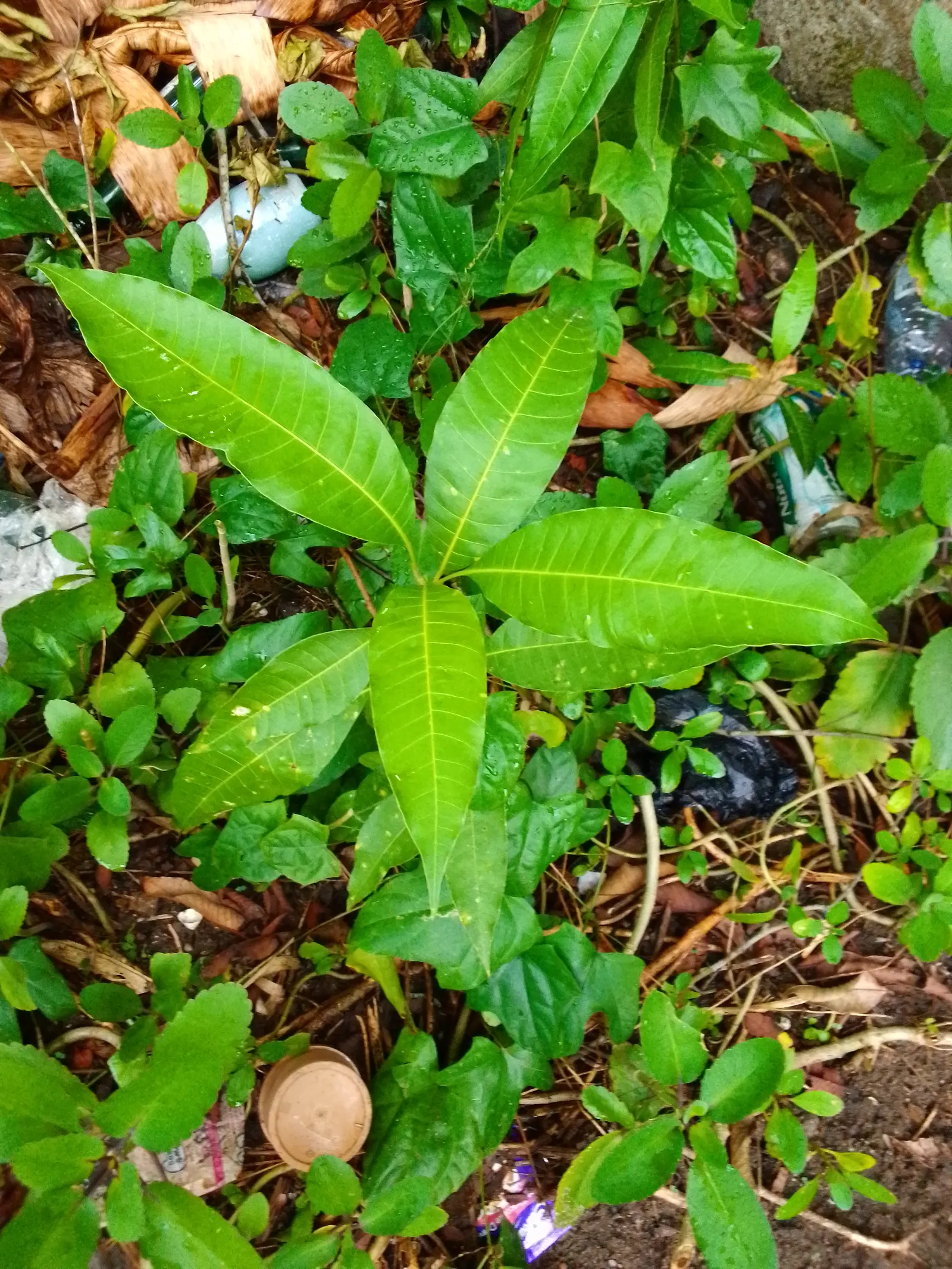 Mango (Mangifera indica) — The Mango Tree (Magnifera indica) is a majestic and resilient specimen; with a broad, dense canopy, it typically spans, image 51