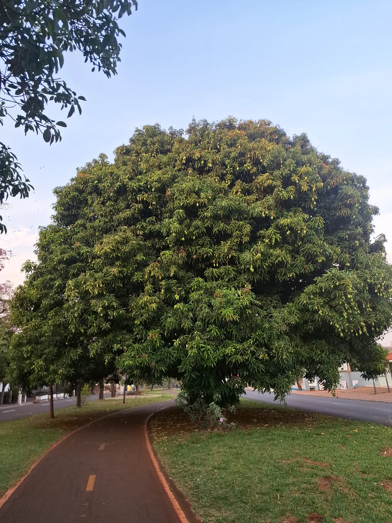 Mango (Mangifera indica) — With proper care, this tropical giant will be a stunning and fruitful addition to any spacious garden