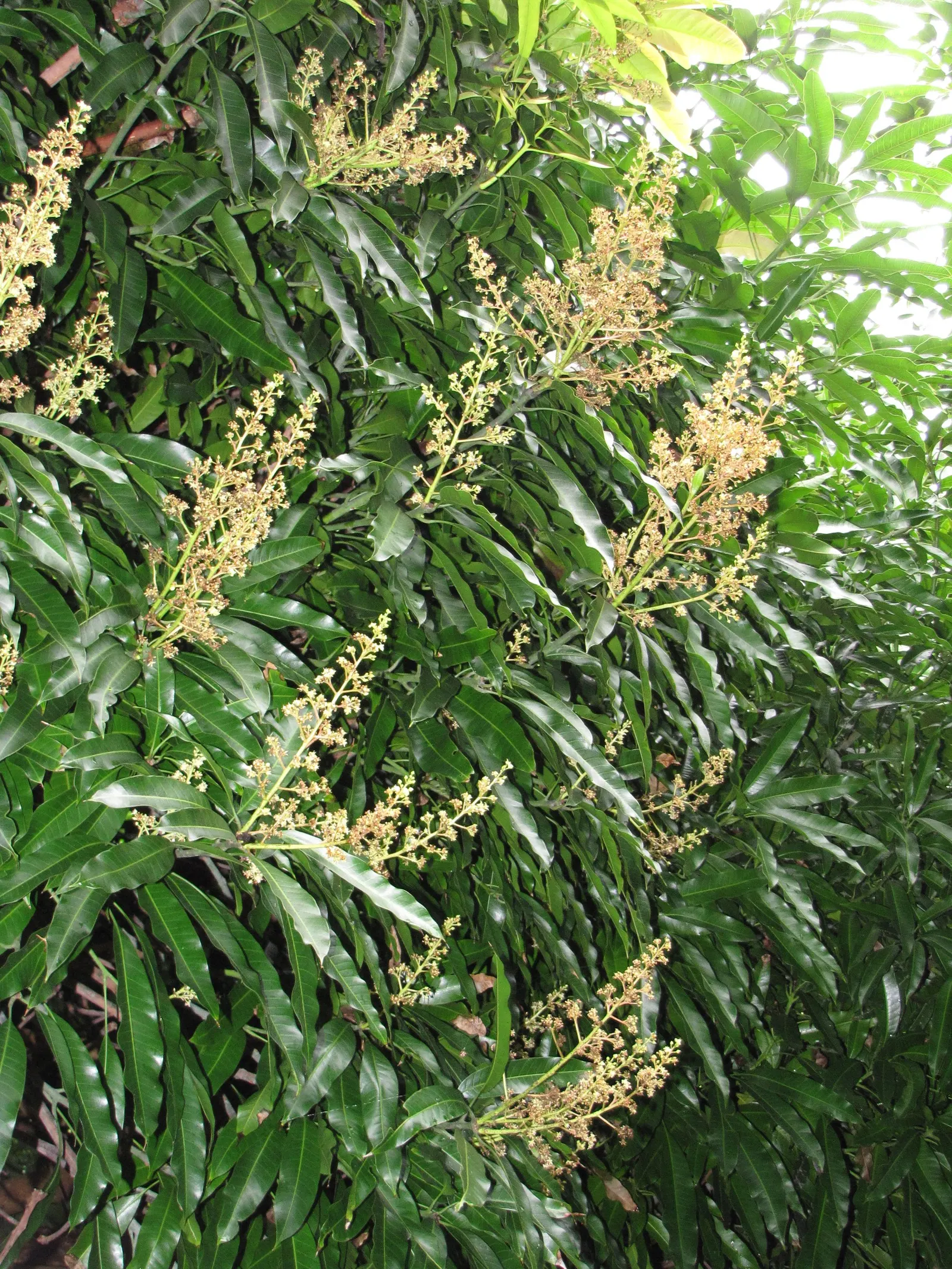 Mango (Mangifera indica) — revered for its succulent fruit and exotic presence in landscape design; originating from South Asia, image 96