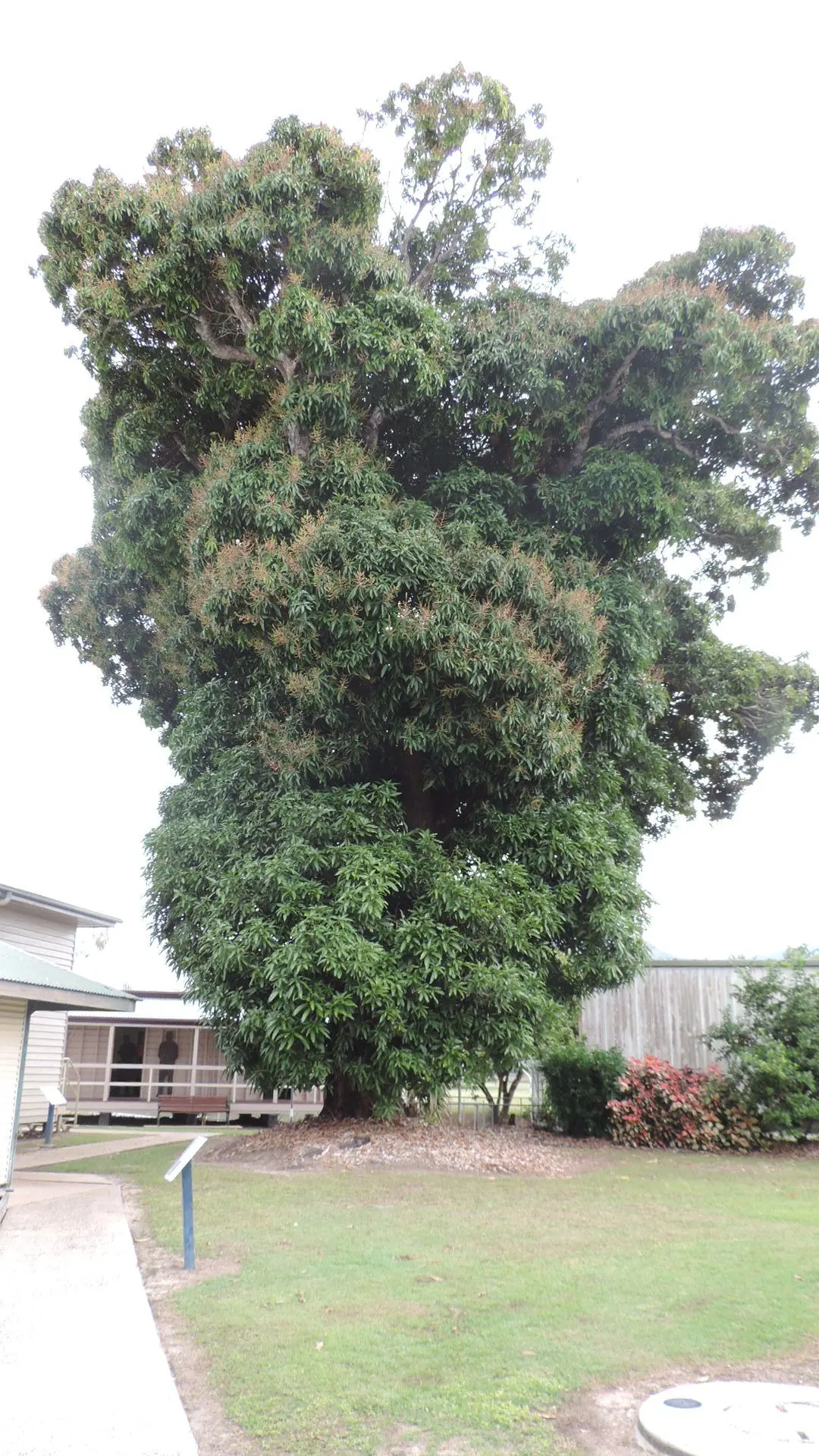 Mango (Mangifera indica) — tree for full; with proper care, this tropical giant will be a stunning and fruitful addition to any spacious garden, image 110