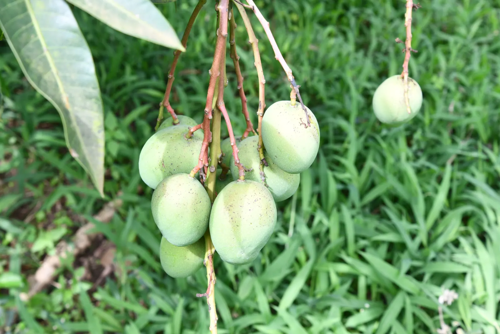 Mango (Mangifera indica) — the tree requires a minimum of six hours of full sunlight daily.<br><br>The lush; tree for full, image 79