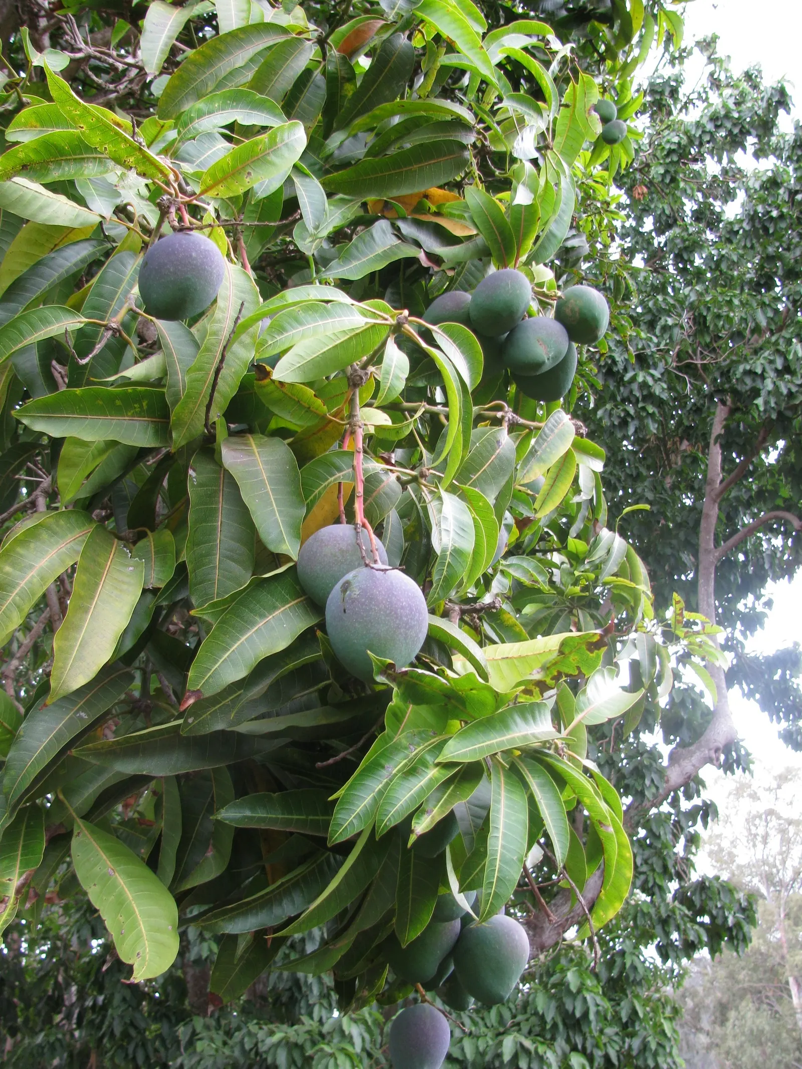 Mango (Mangifera indica) — It thrives in USDA Hardiness Zones 10-11 and prefers a sunny; revered for its succulent fruit and exotic presence in landscape design