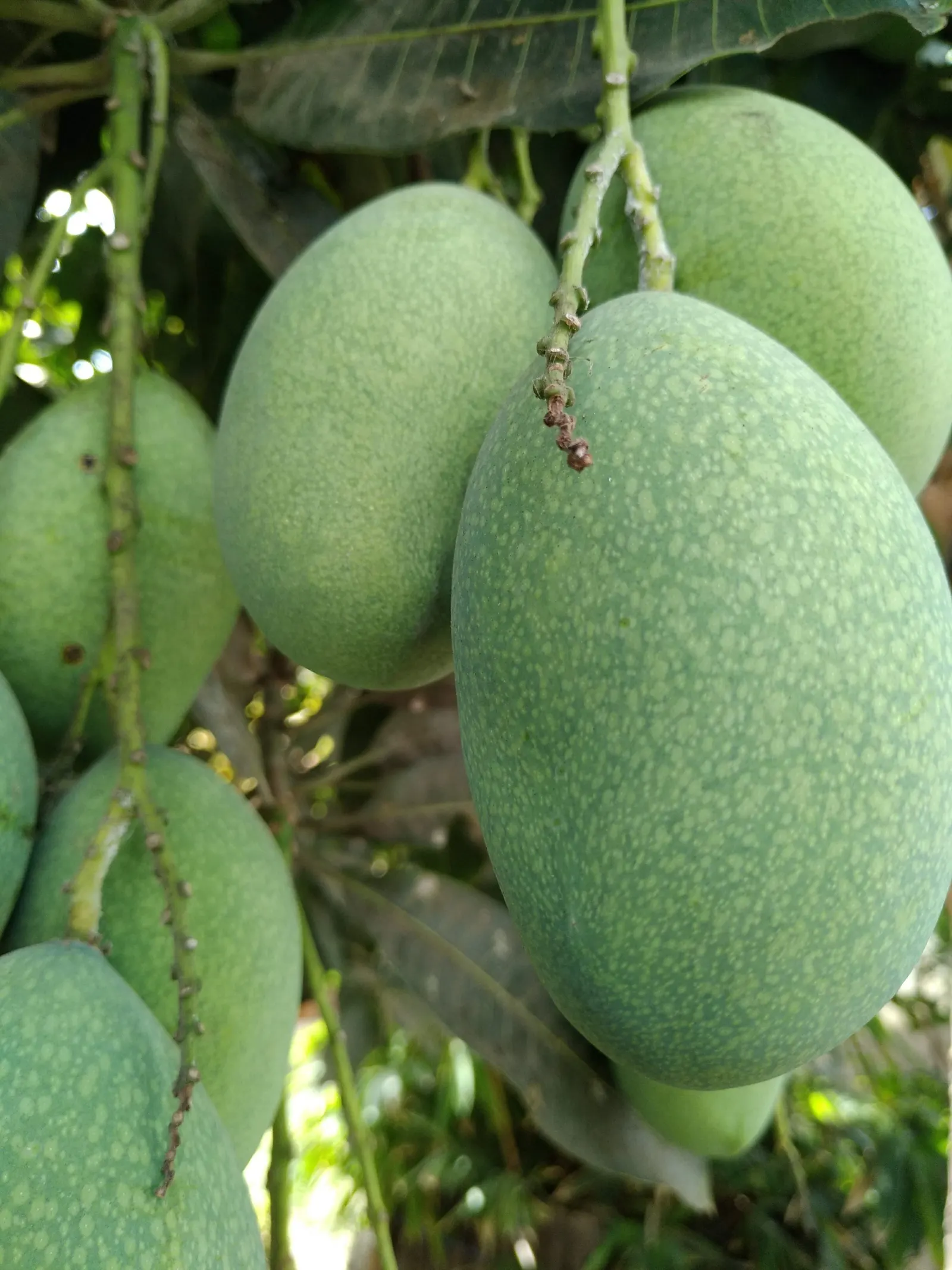 Mango (Mangifera indica) — Originating from South Asia; which transform into generous crops of mangoes by summertime, image 119