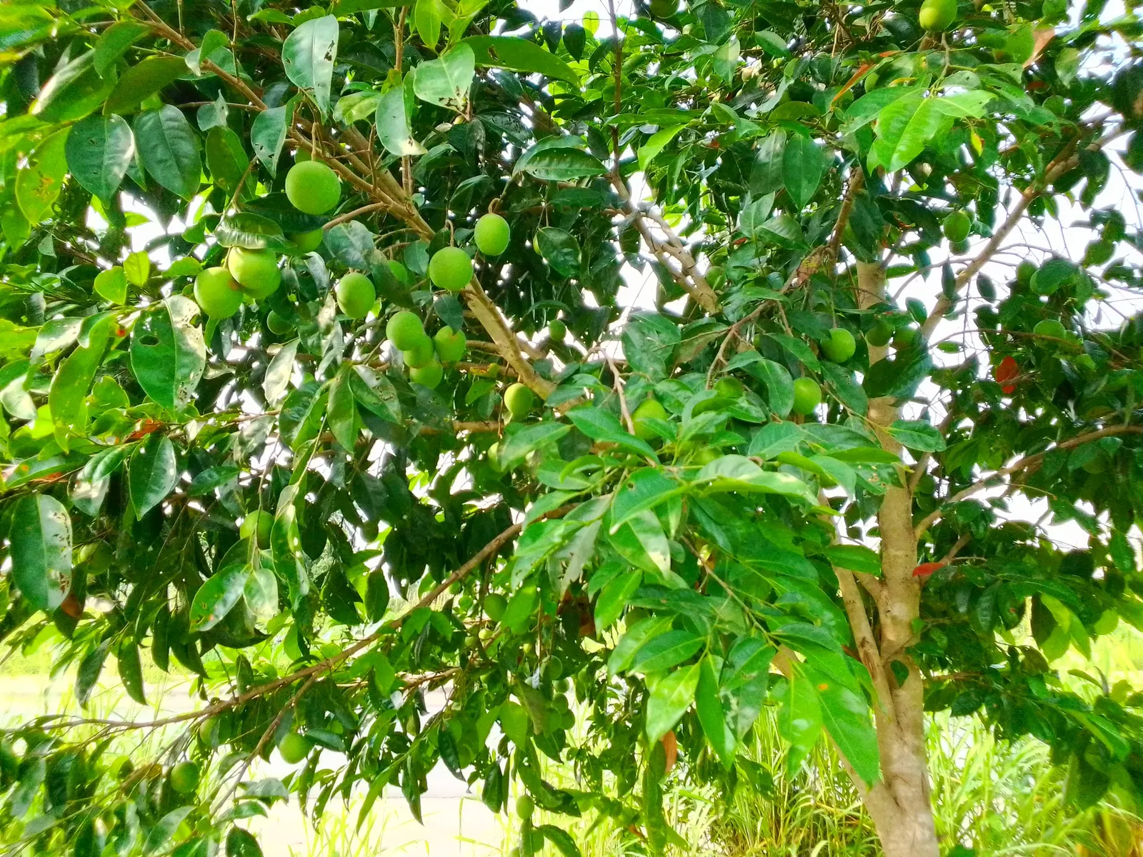 Mango (Mangifera indica) — deep green leaves grow up to 16 inches long; the Mango Tree (Magnifera indica) is a majestic and resilient specimen, image 102