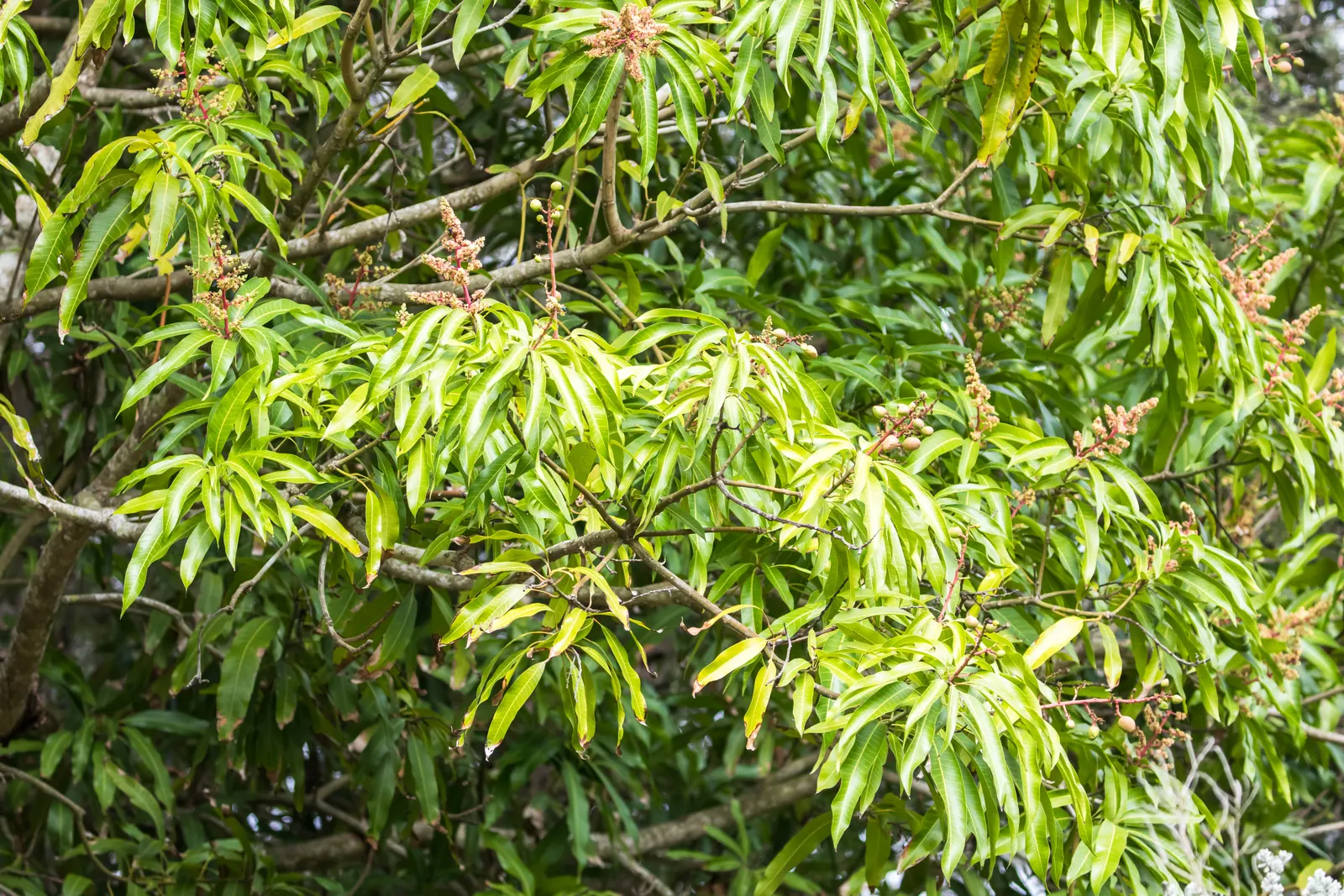 Mango (Mangifera indica) — which transform into generous crops of mangoes by summertime; tree with yellow blooms, image 126