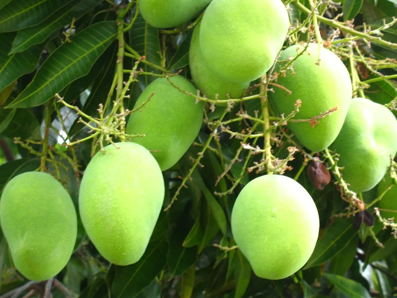 Mango (Mangifera indica) — yellow flowers in the garden; allow ample space from structures to accommodate its extensive root system