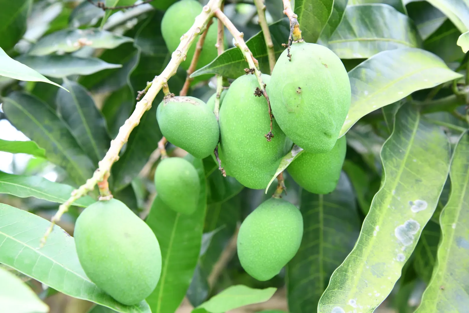 Mango (Mangifera indica) — Annual growth is roughly 1-2 feet; usually weighing between 8 ounces to 2 pounds, image 50