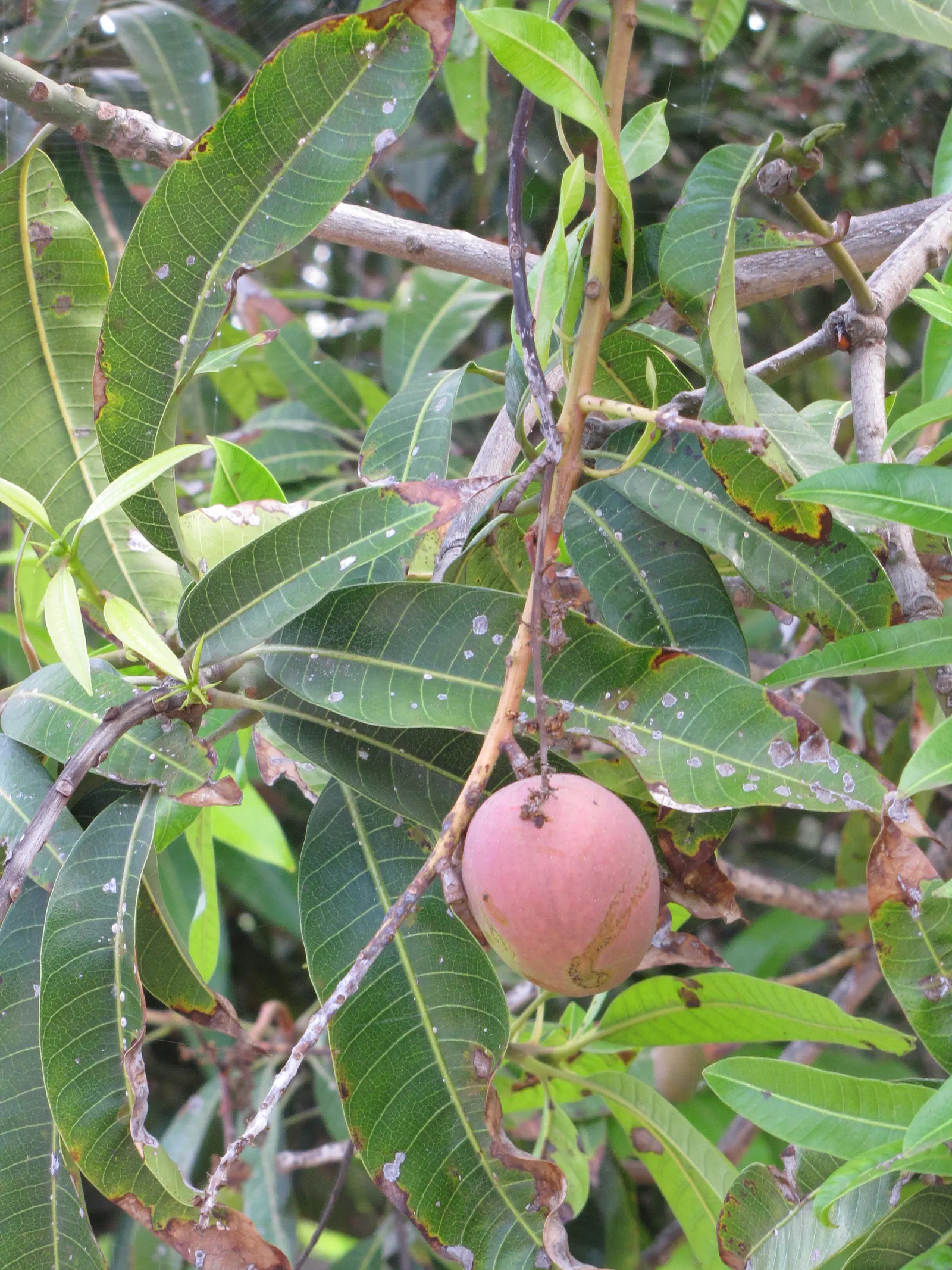 Mango (Mangifera indica) — tree with yellow blooms