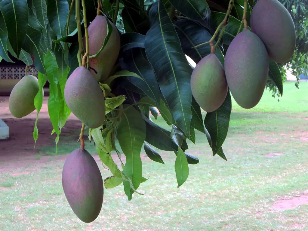 Mango (Mangifera indica) — Ideal in USDA zones 10-11, mangoes prefer full sun and well-draining soil