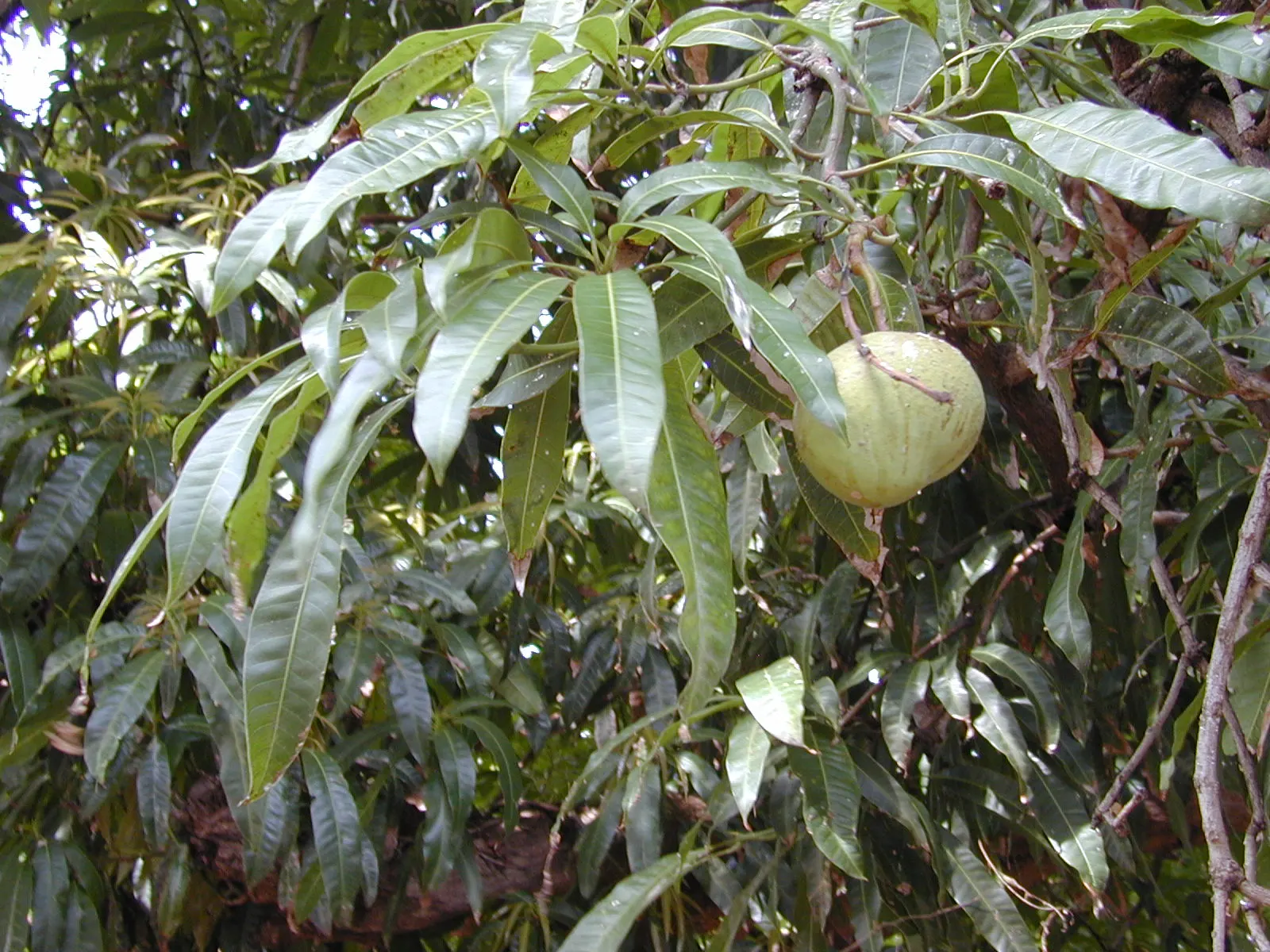 Mango (Mangifera indica) — It thrives in USDA Hardiness Zones 10-11 and prefers a sunny; revered for its succulent fruit and exotic presence in, image 55