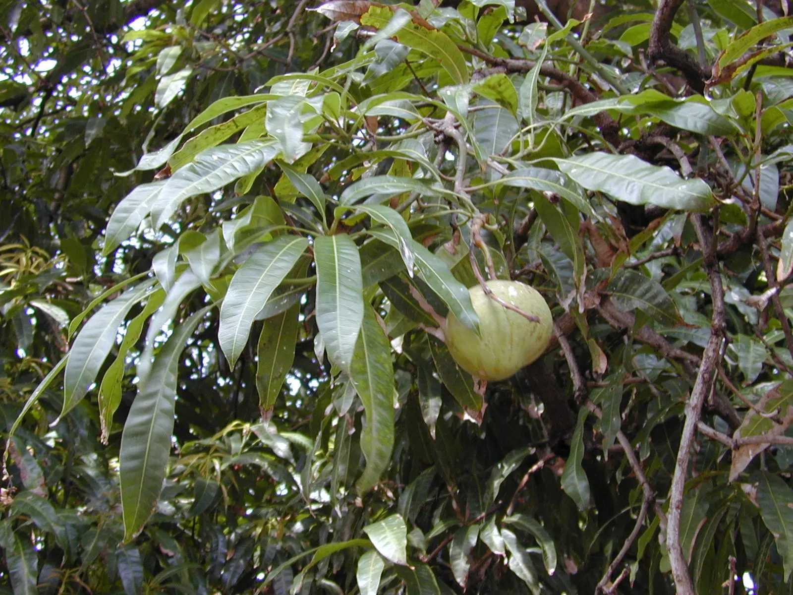 Mango (Mangifera indica) — revered for its succulent fruit and exotic presence in landscape design; originating from South Asia