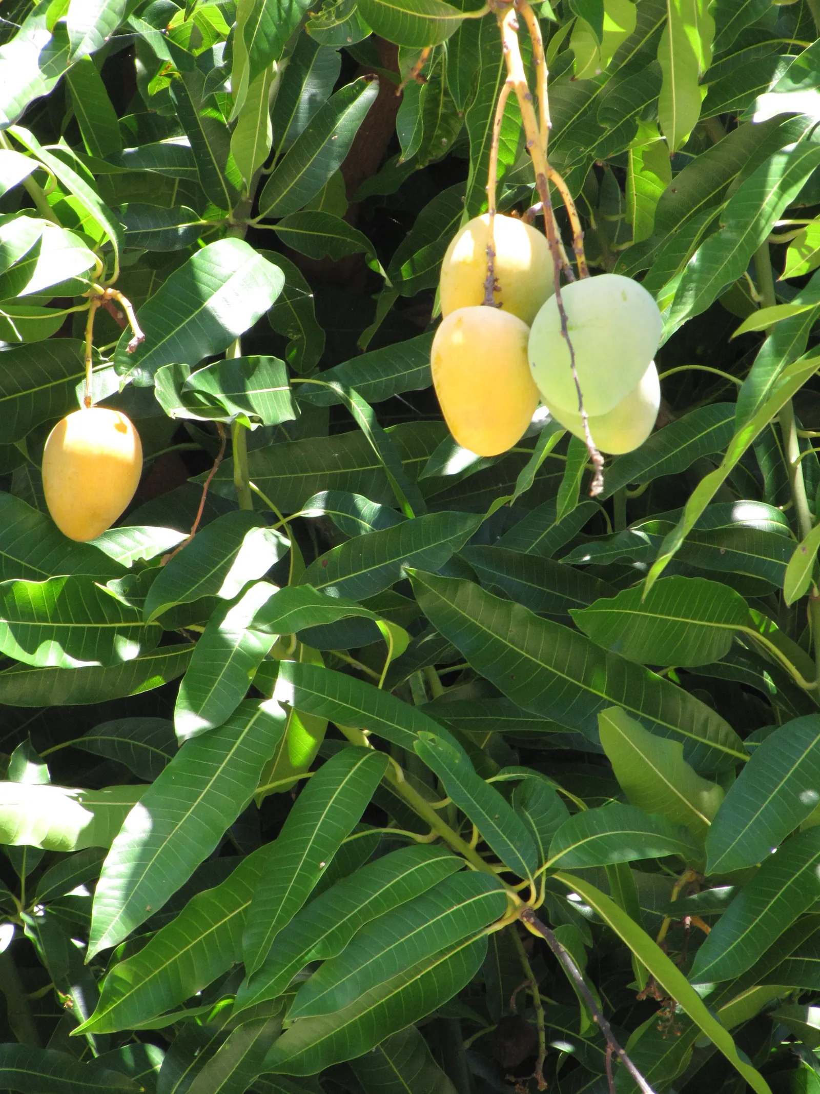 Mango (Mangifera indica) — well-drained site with soil pH between 5.5 and 7.5