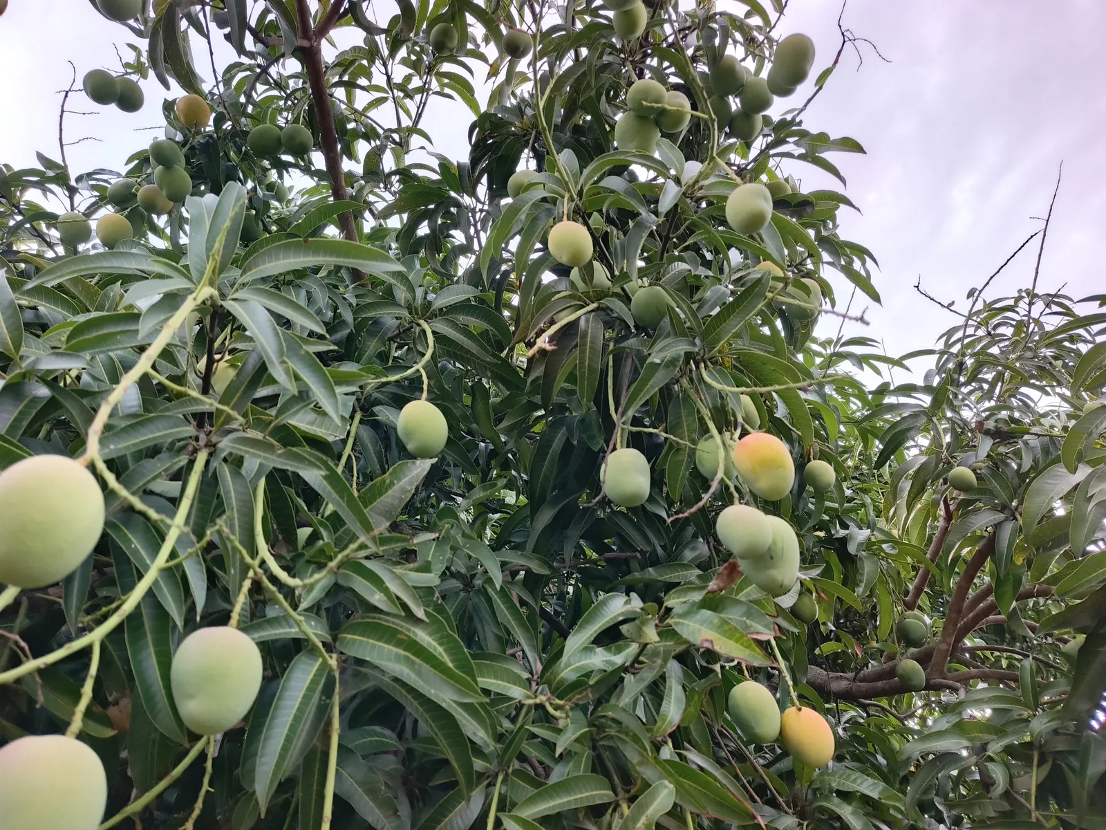 Mango (Mangifera indica) — the tree requires a minimum of six hours of full sunlight daily.<br><br>The lush