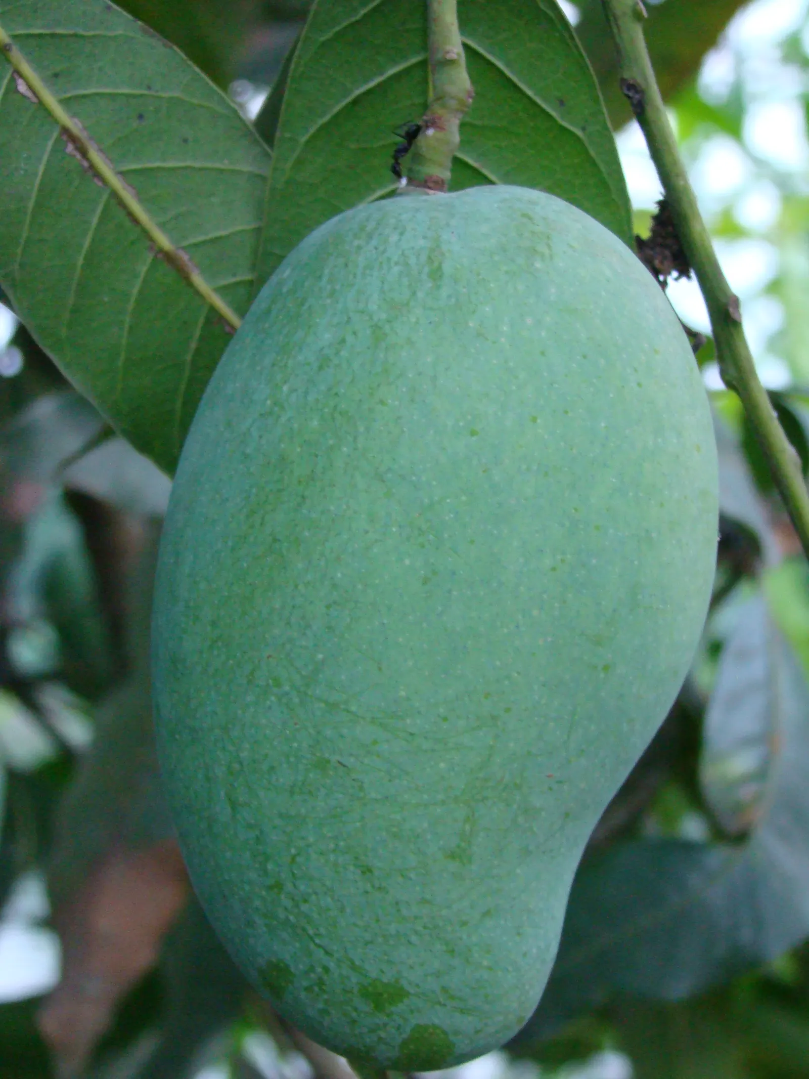 Mango (Mangifera indica) — consider the tree's mature size and the potential for falling fruit when deciding on its location; the tree requires a minimum of