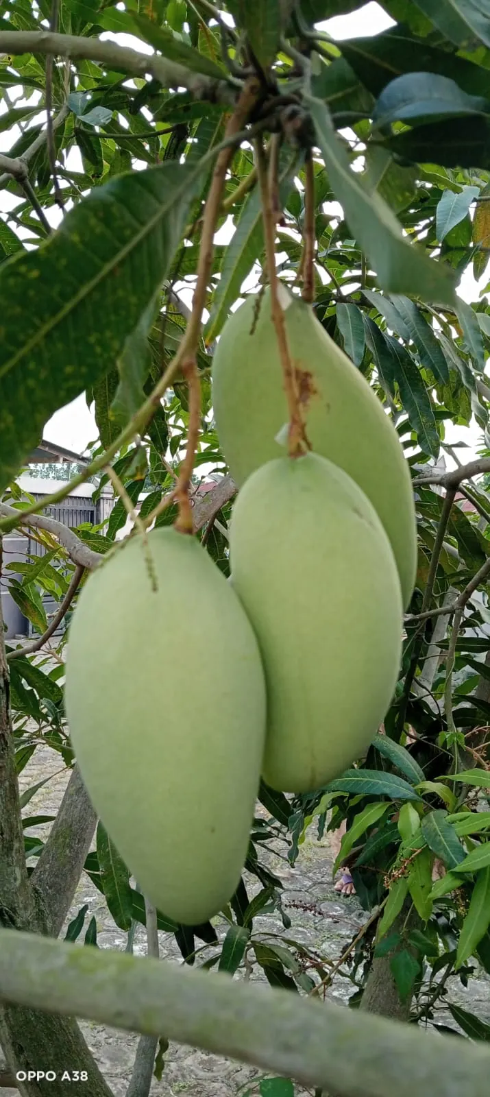 Mango (Mangifera indica) — deep green leaves grow up to 16 inches long; the Mango Tree (Magnifera indica) is a majestic and resilient specimen, image 58