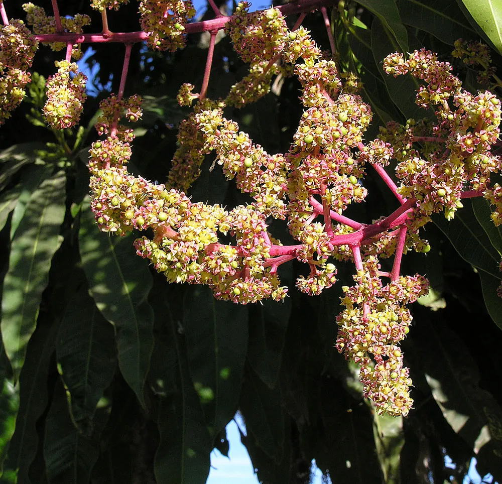 Mango (Mangifera indica) — With a broad, dense canopy, it typically spans 33-49 feet wide; it thrives in USDA Hardiness Zones 10-11 and prefers a, image 68