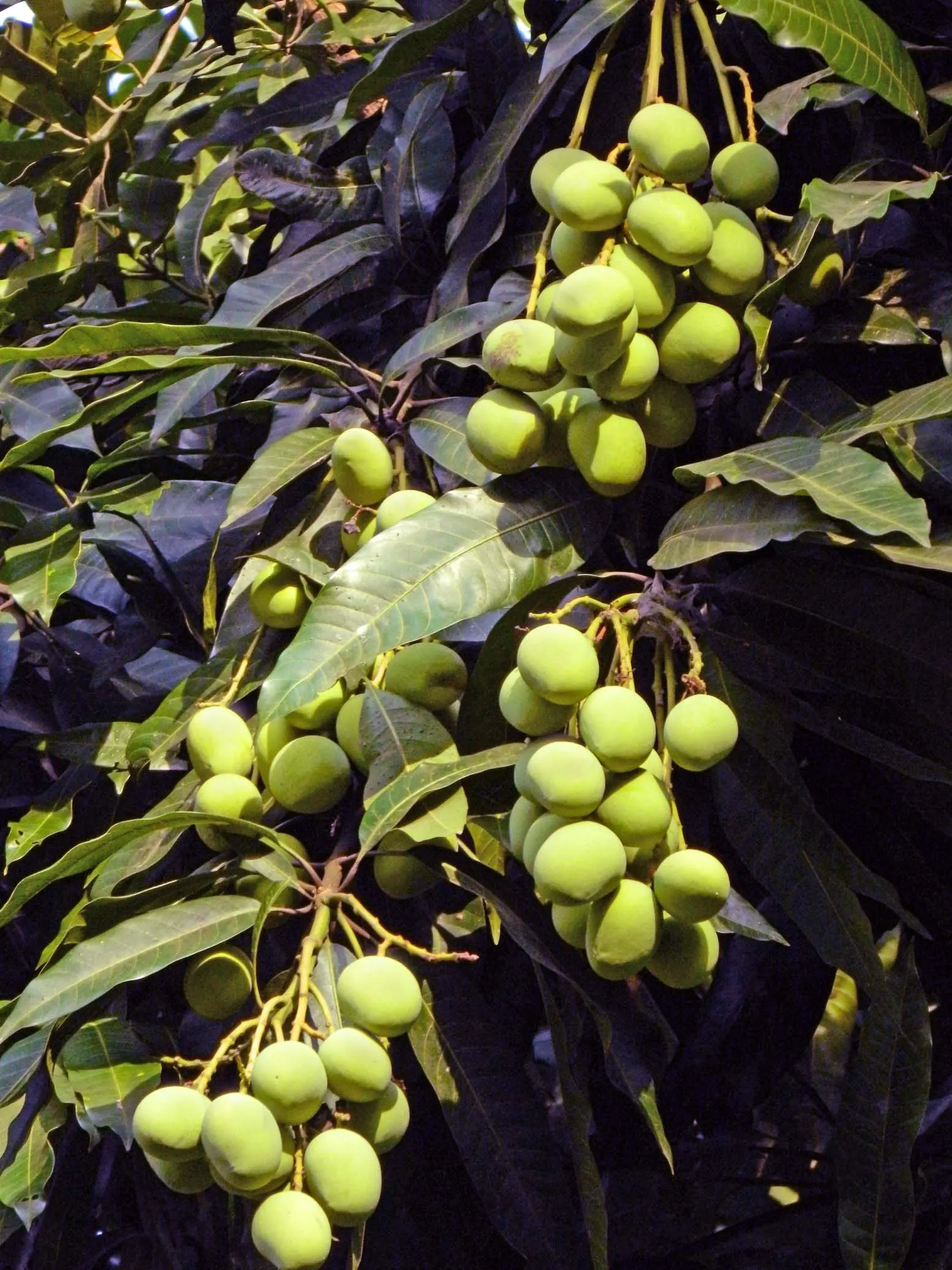 Mango (Mangifera indica) — revered for its succulent fruit and exotic presence in landscape design; originating from South Asia, image 118