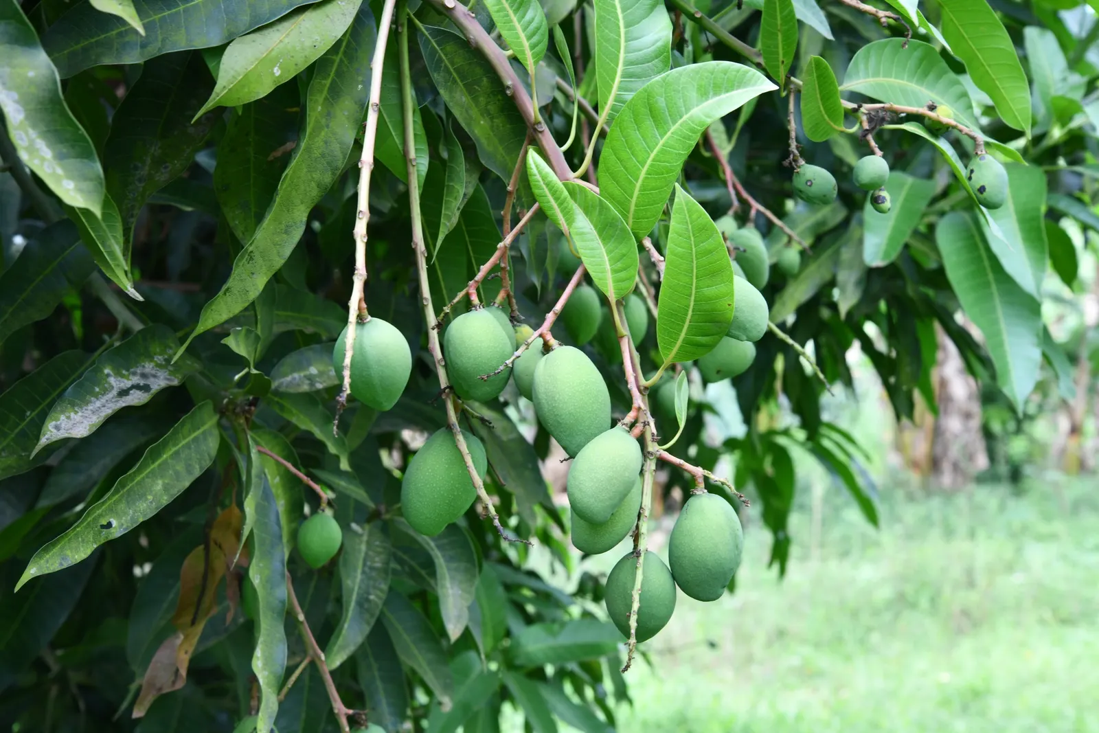 Mango (Mangifera indica) — tree for full; with proper care, this tropical giant will be a stunning and fruitful addition to any spacious garden