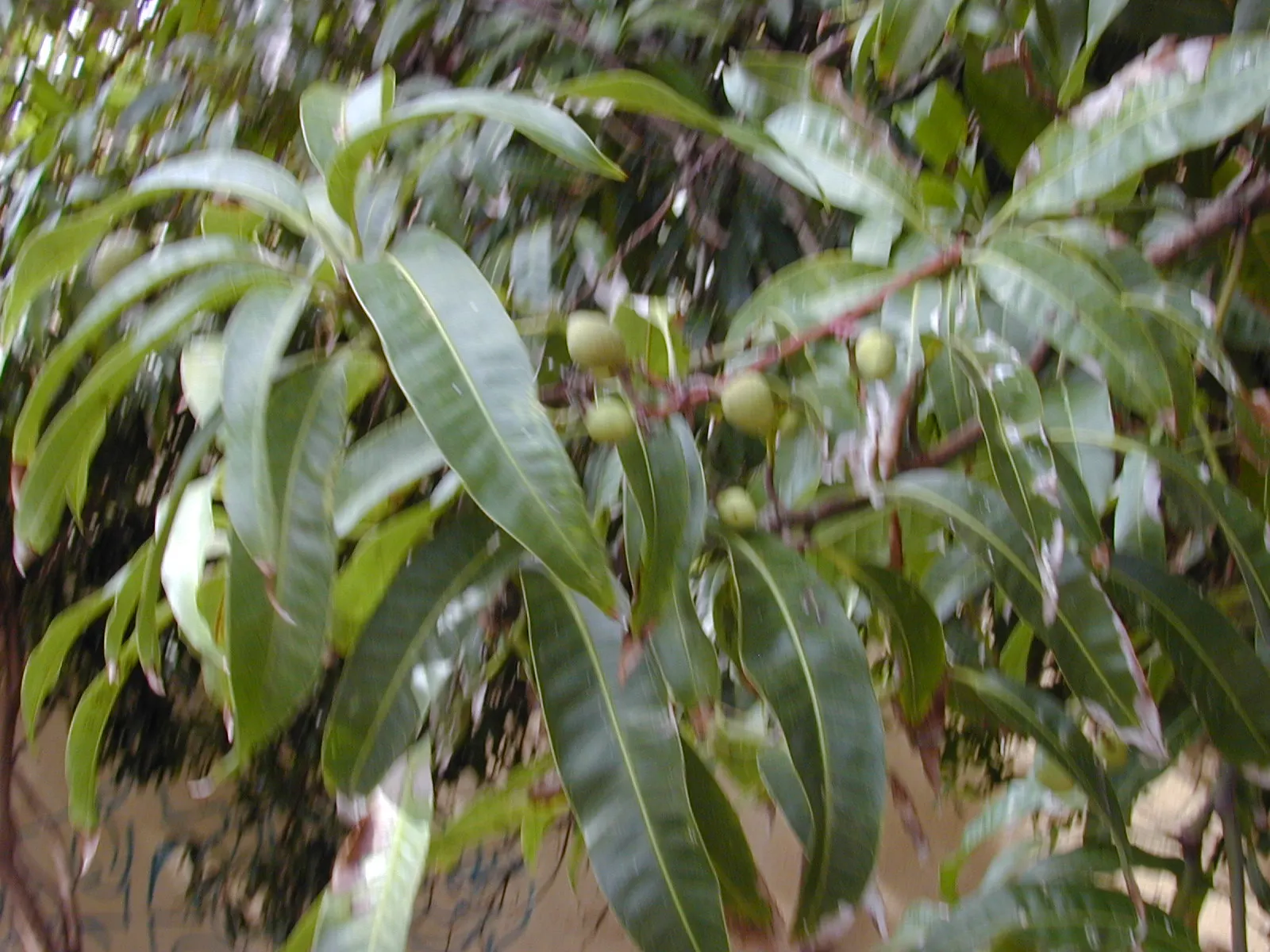Mango (Mangifera indica) — Spring blossoms give way to juicy, tropical fruit which is both ornamental and edible; ideal in USDA zones 10-11, image 48