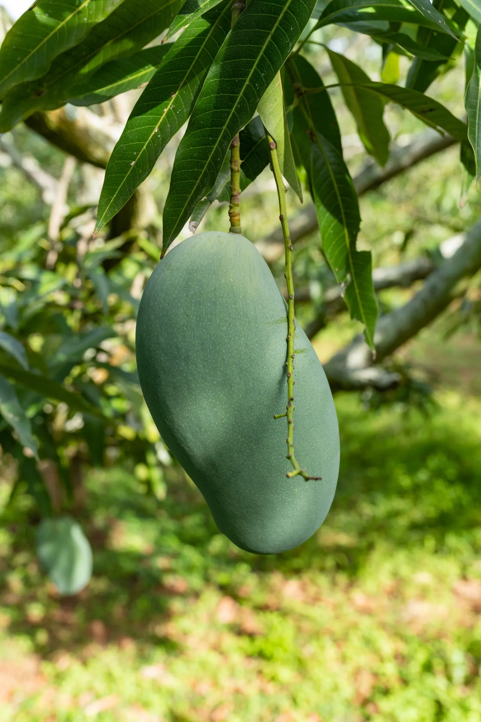 Mango (Mangifera indica) — Allow ample space from structures to accommodate its extensive root system