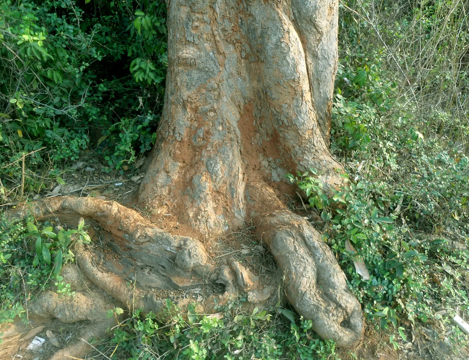 Mango (Mangifera indica) — well-drained site with soil pH between 5.5 and 7.5; presenting a brilliant contrast against the gray-brown bark, image 78