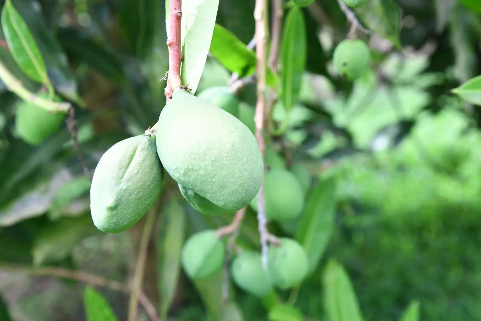 Mango (Mangifera indica) — presenting a brilliant contrast against the gray-brown bark