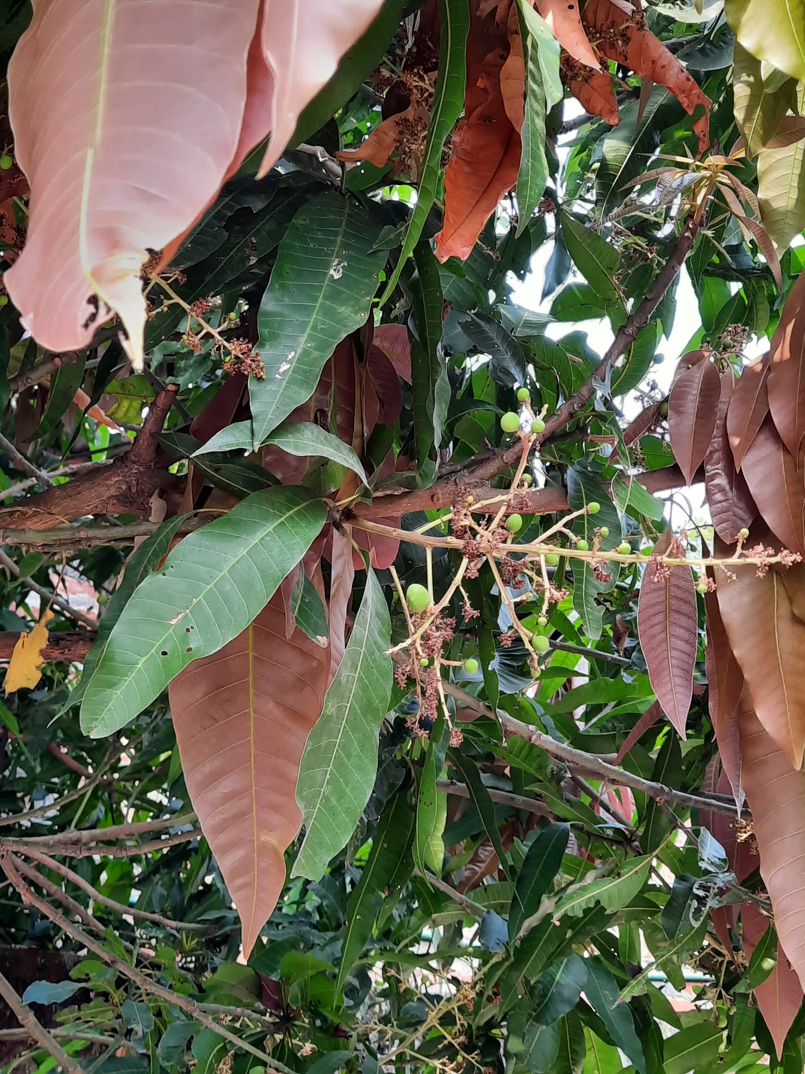 Mango (Mangifera indica) — With a broad, dense canopy, it typically spans 33-49 feet wide