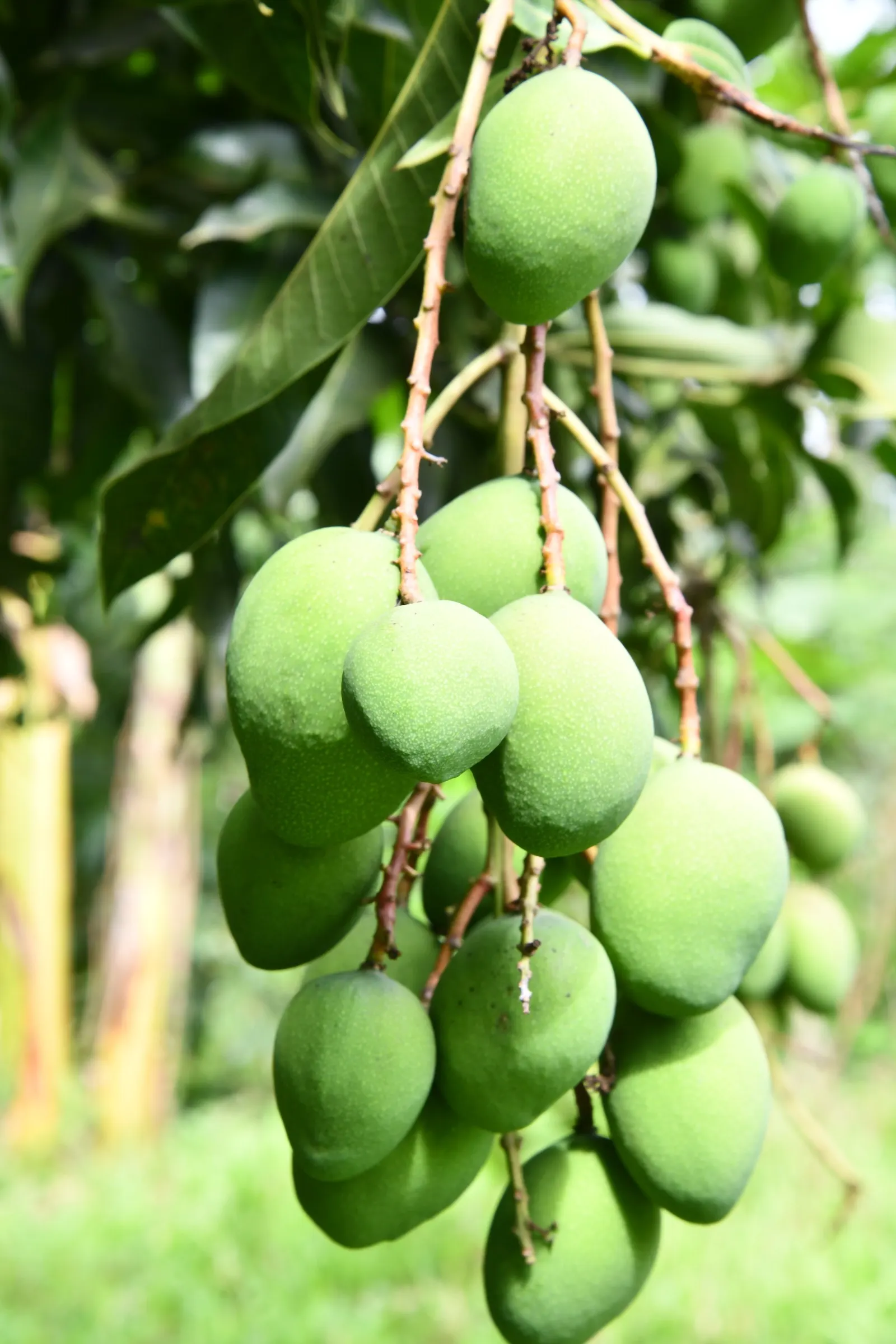 Mango (Mangifera indica) — revered for its succulent fruit and exotic presence in landscape design; originating from South Asia, image 74
