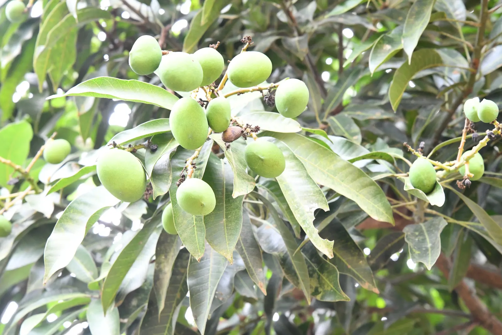 Mango (Mangifera indica) — well-drained site with soil pH between 5.5 and 7.5; presenting a brilliant contrast against the gray-brown bark